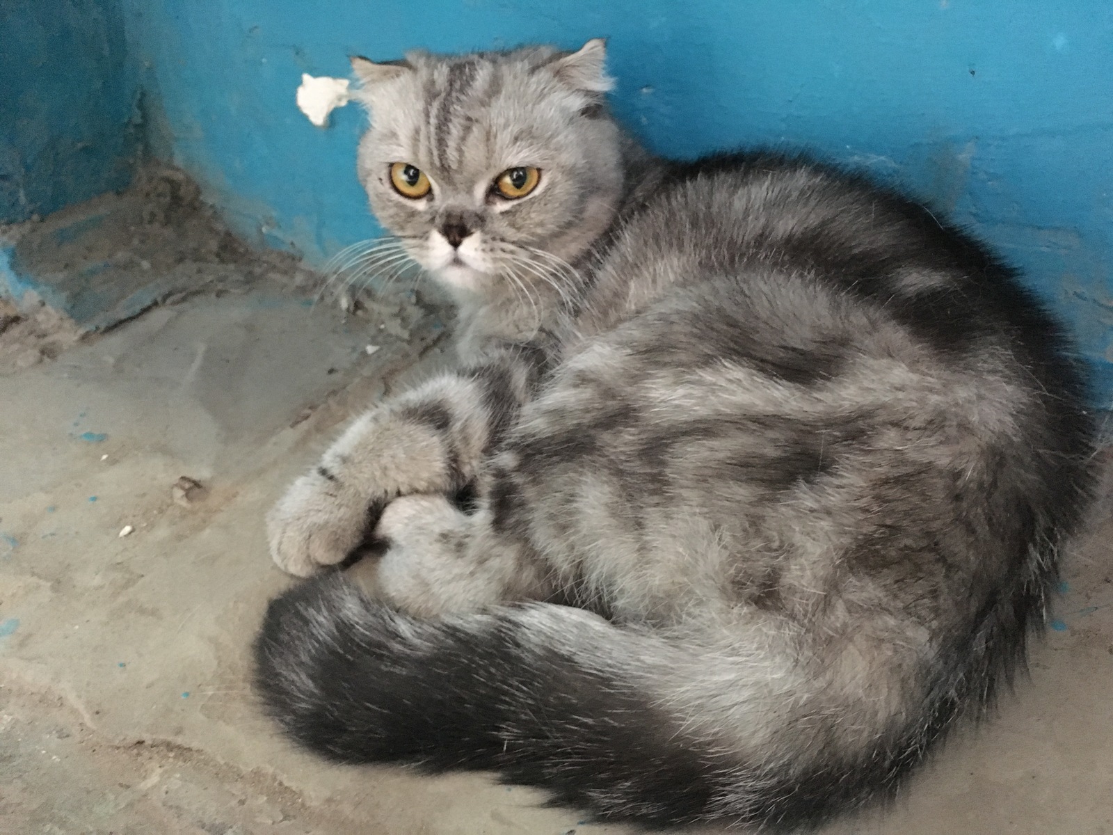 Gorgeous cat scourging in the stairwell! Volgograd - My, Volgograd, Found a cat, Dzerzhinsky District, cat, Help, No rating