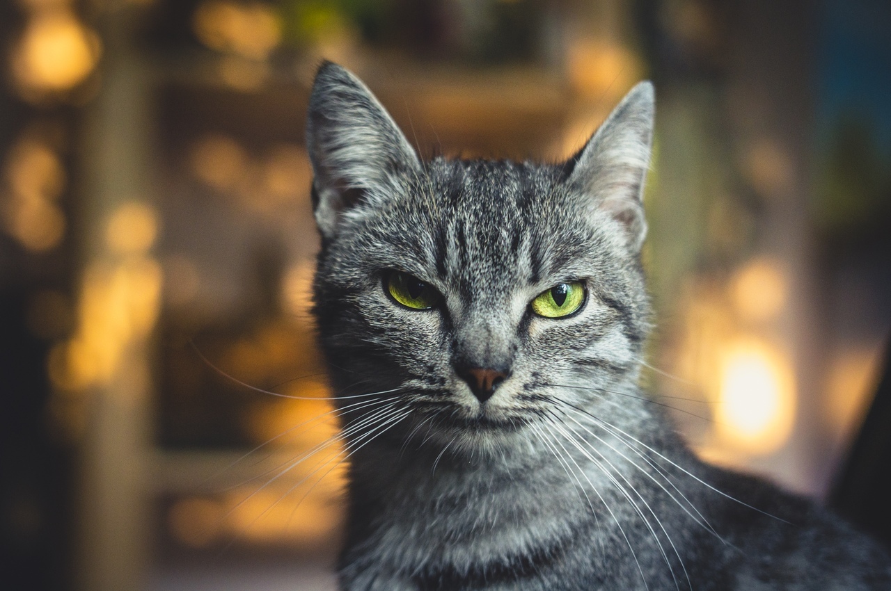 Anfisa - My, cat, The photo, Pets, Portrait, Bokeh, Longpost