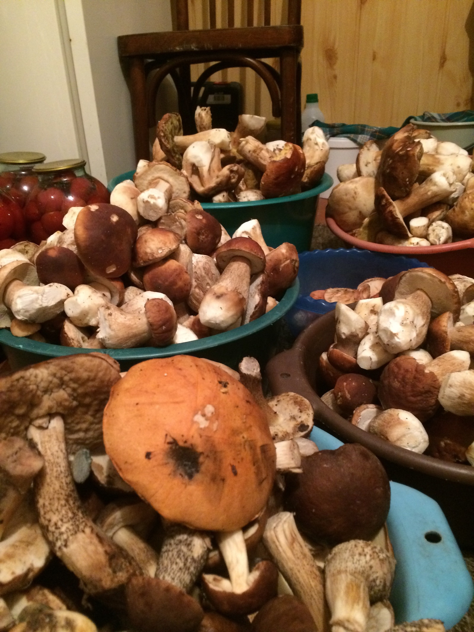 First day of vacation - My, Vacation, Mushrooms, Summer