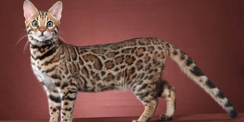 The most expensive cat breeds - My, , cat, Cat breeds, Longpost