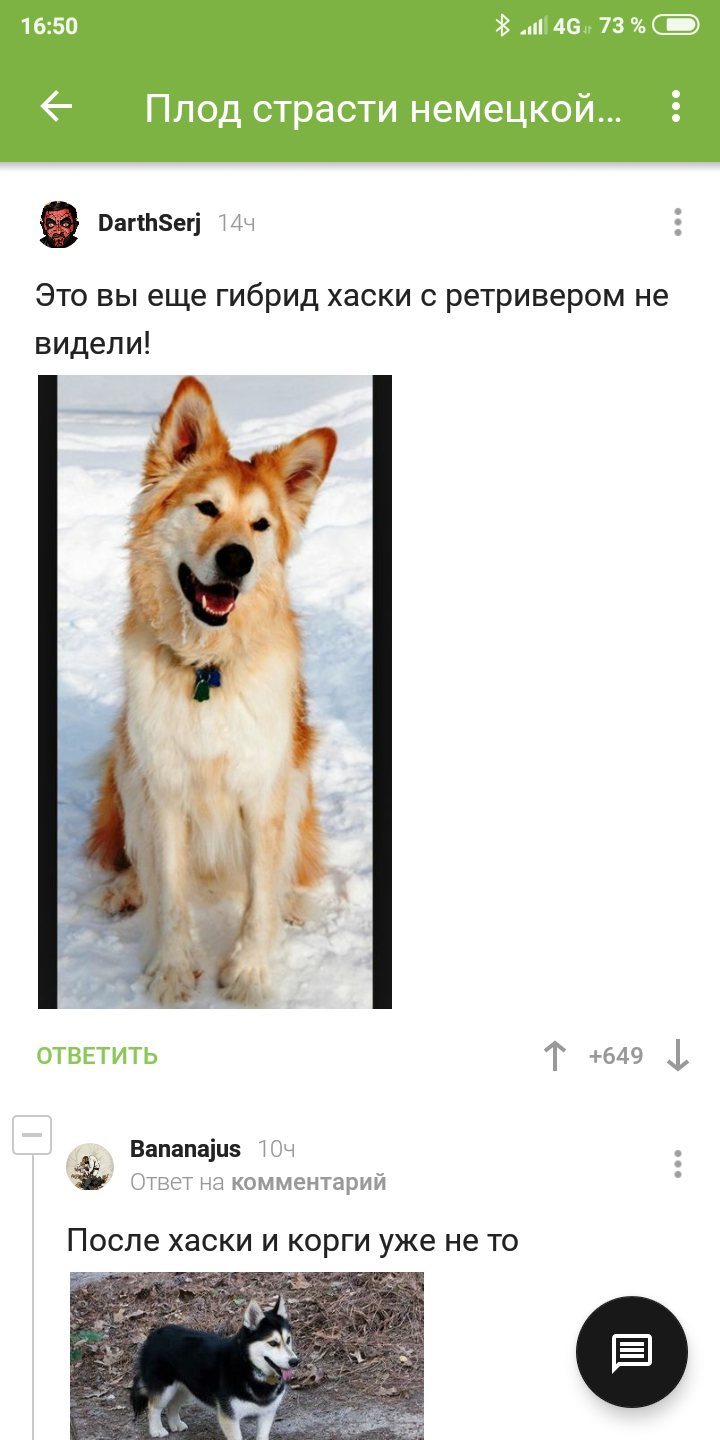 Comments again :) - Longpost, Comments on Peekaboo, Hybrid, Toy Terrier, Alaskan Malamute, Siberian Husky, Dog