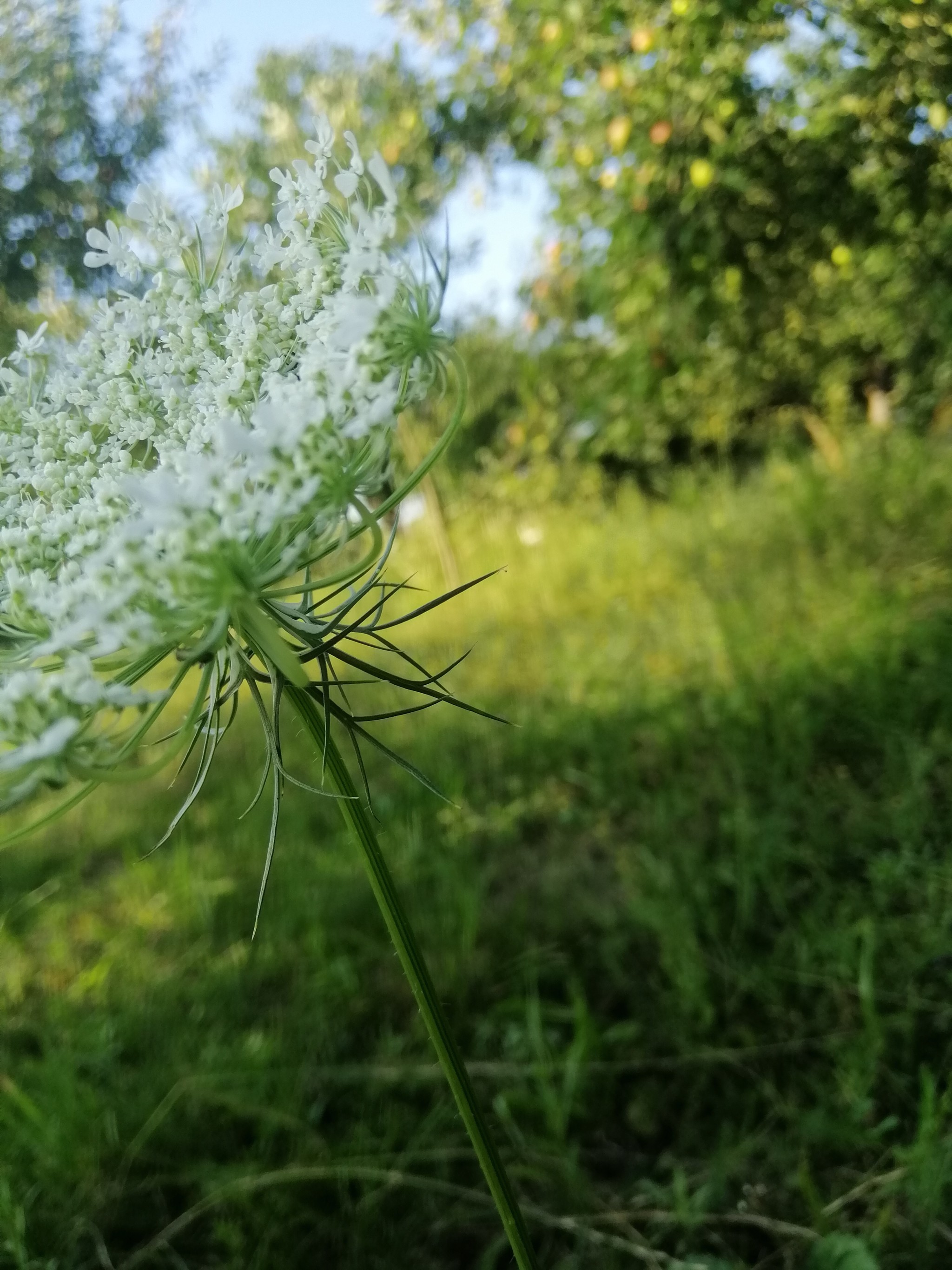 A little summer - My, Flowers, The photo, Nature, Summer, Longpost