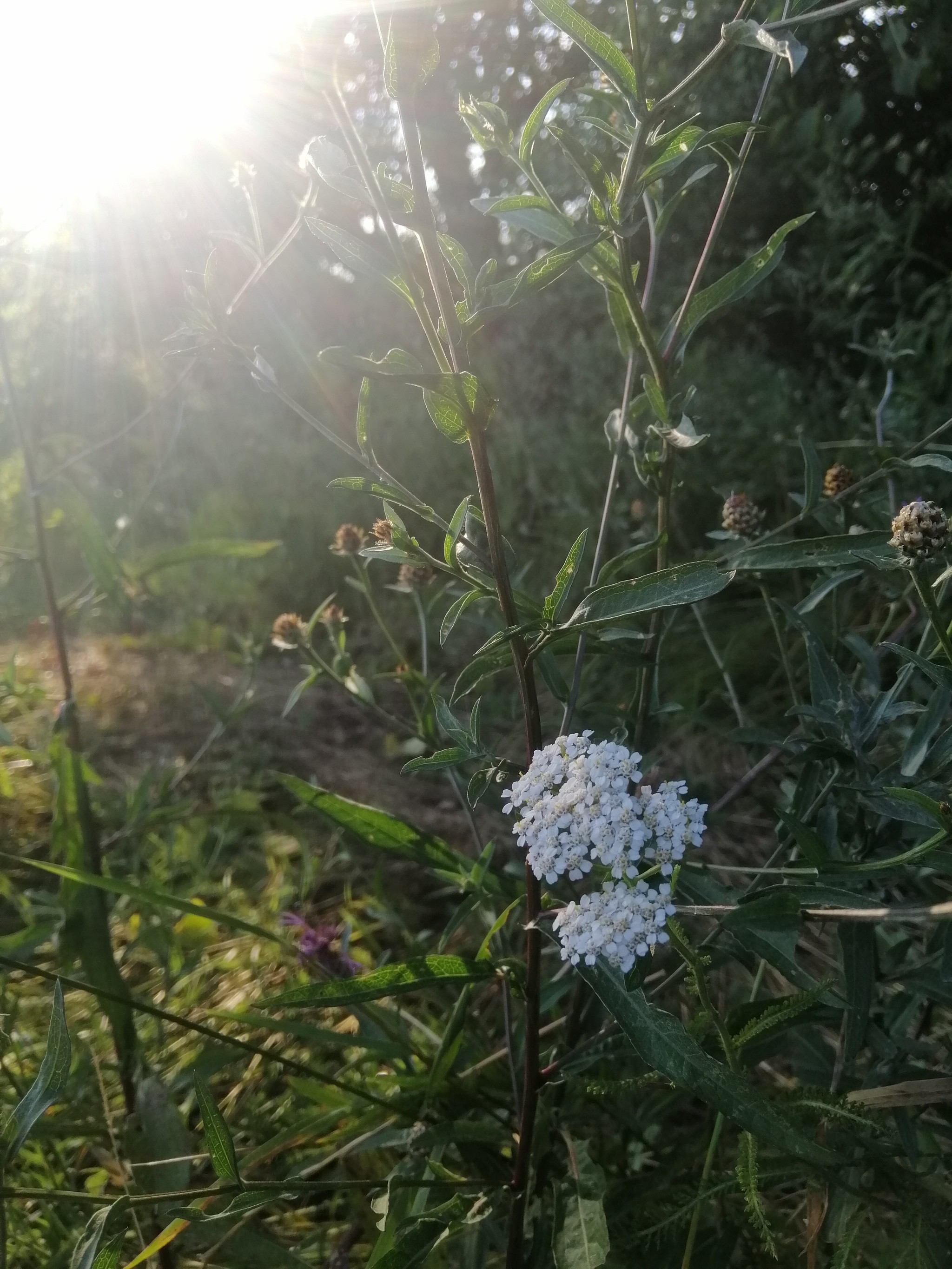 A little summer - My, Flowers, The photo, Nature, Summer, Longpost