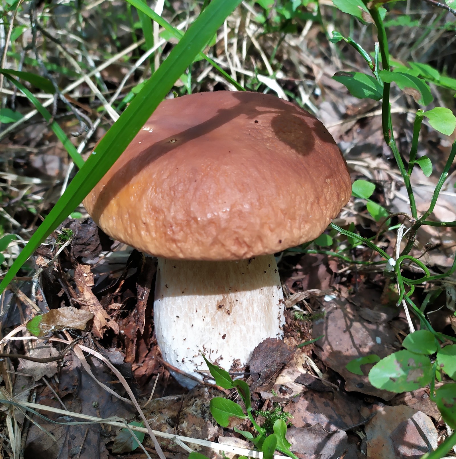 Белые грибы в Подмосковье