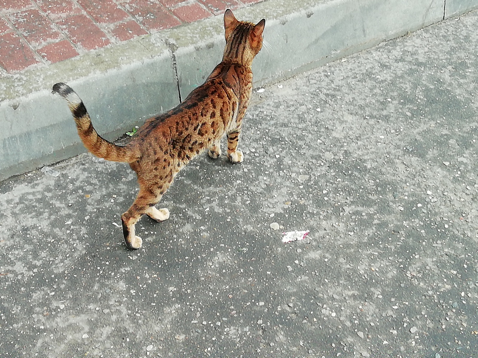 Lost Bengal (Moscow) - My, Catomafia, Bengal cat, Lost cat, Lost, Longpost, cat, No rating