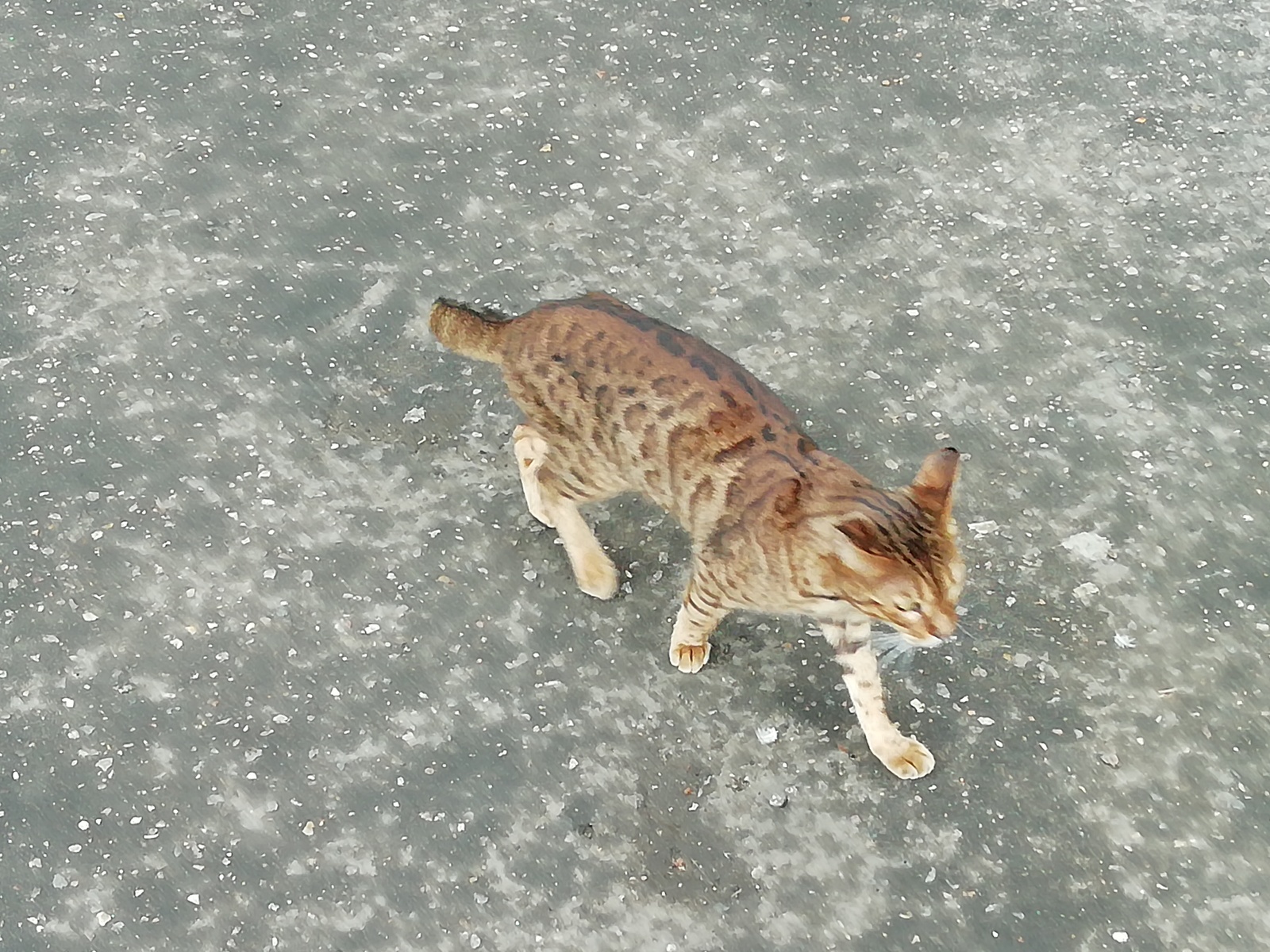 Lost Bengal (Moscow) - My, Catomafia, Bengal cat, Lost cat, Lost, Longpost, cat, No rating