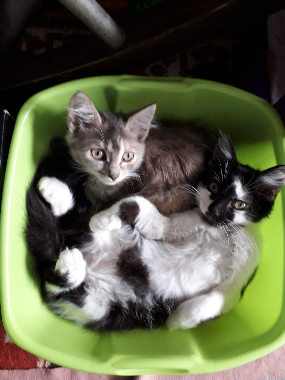 The kittens are looking for a home. Minsk. - My, Kittens, Milota, Longpost, No rating, In good hands, Minsk, Republic of Belarus, cat