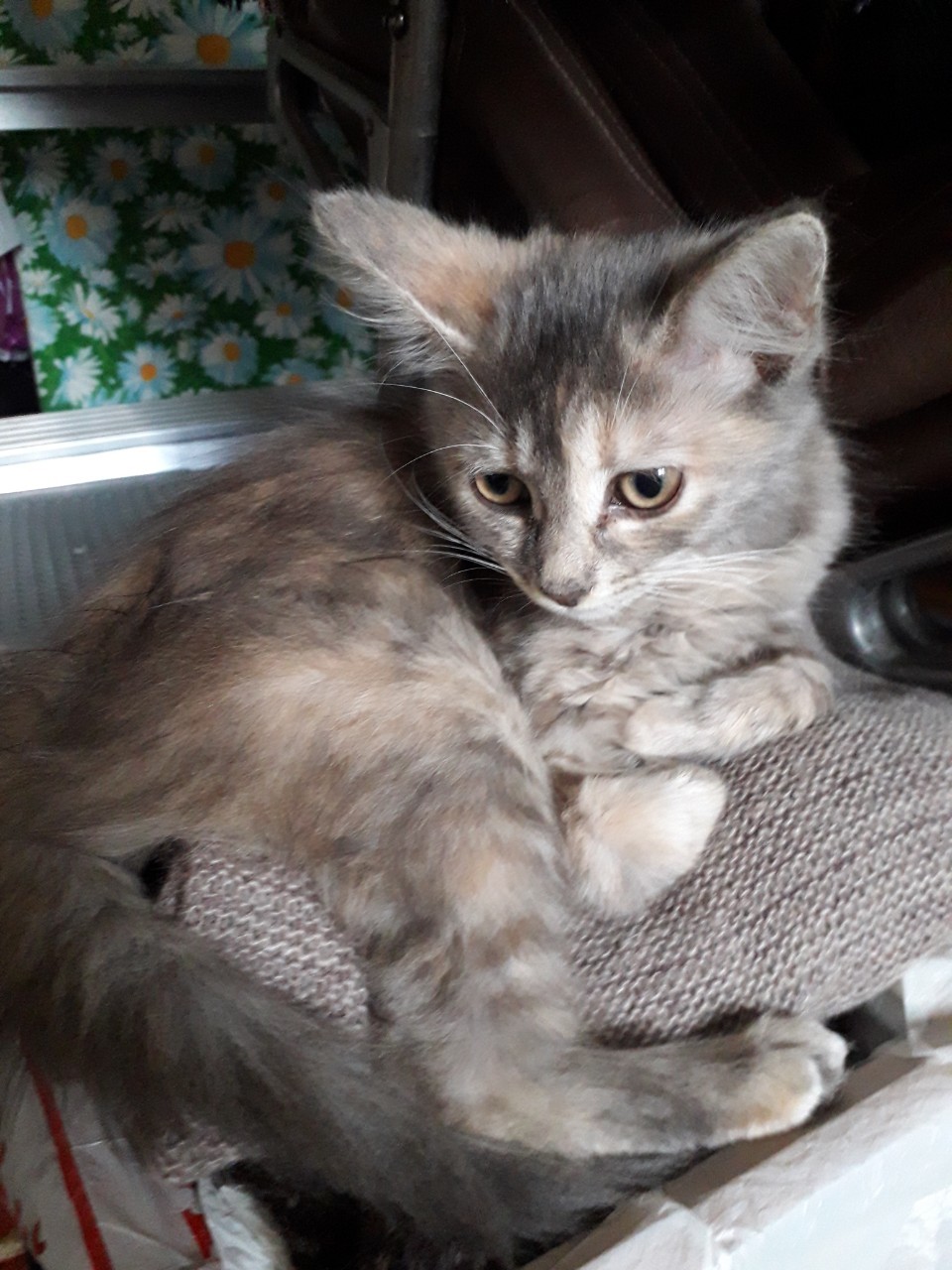 The kittens are looking for a home. Minsk. - My, Kittens, Milota, Longpost, No rating, In good hands, Minsk, Republic of Belarus, cat