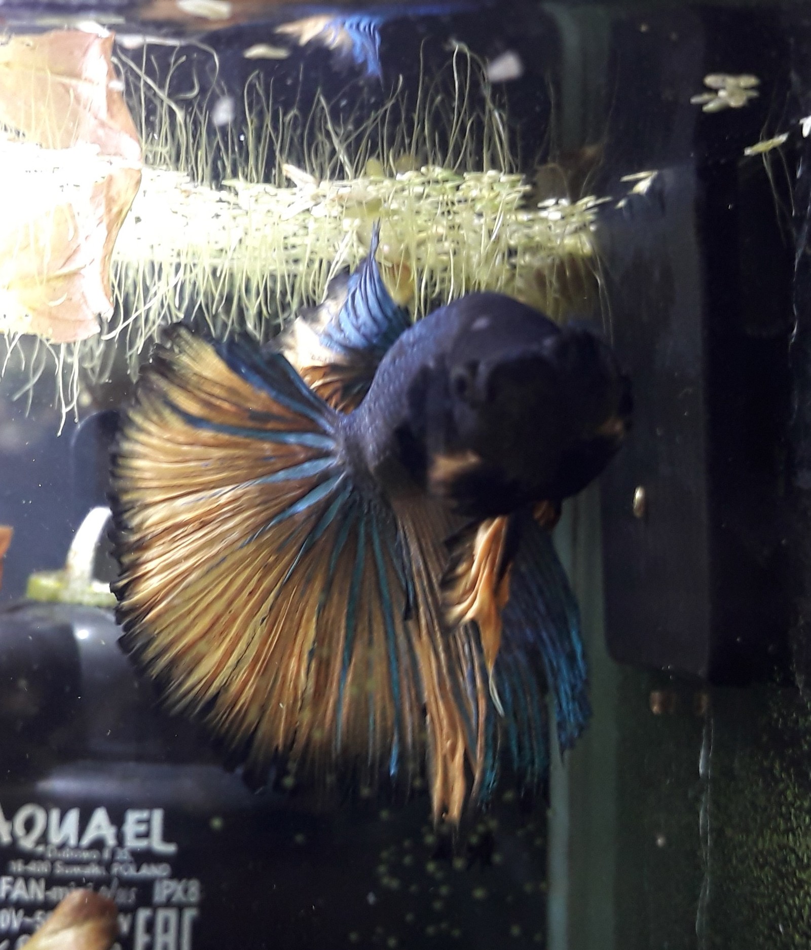 Delicate tail of a Siamese cockerel - My, Cockerel fish, Betta, Aquarium, Longpost