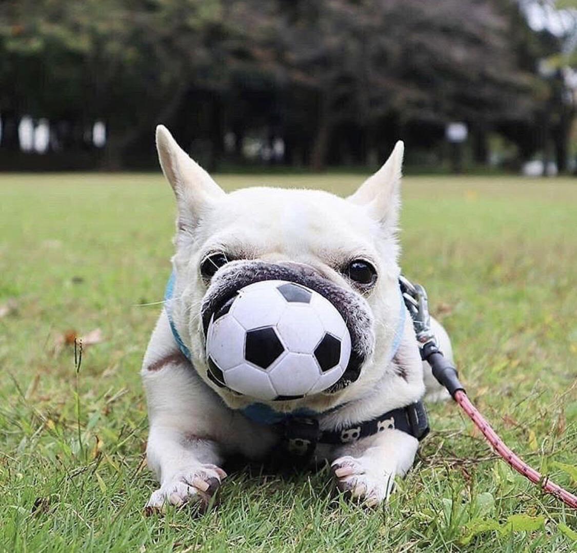 What a fifa! - Dog, Ball, Football, Milota