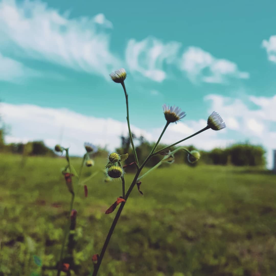 Summer colors - My, Sky, Mobile photography, Nature