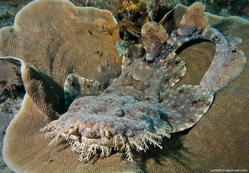 THE DISCRETE CHARM OF CARPET SHARKS. - Shark, Marine life, Who lives at the bottom of the ocean, Video, Longpost, Carpet shark