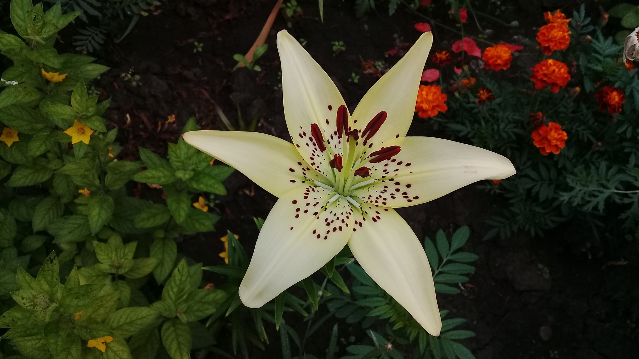 Here the lilies bloom - My, Flowers, Lily