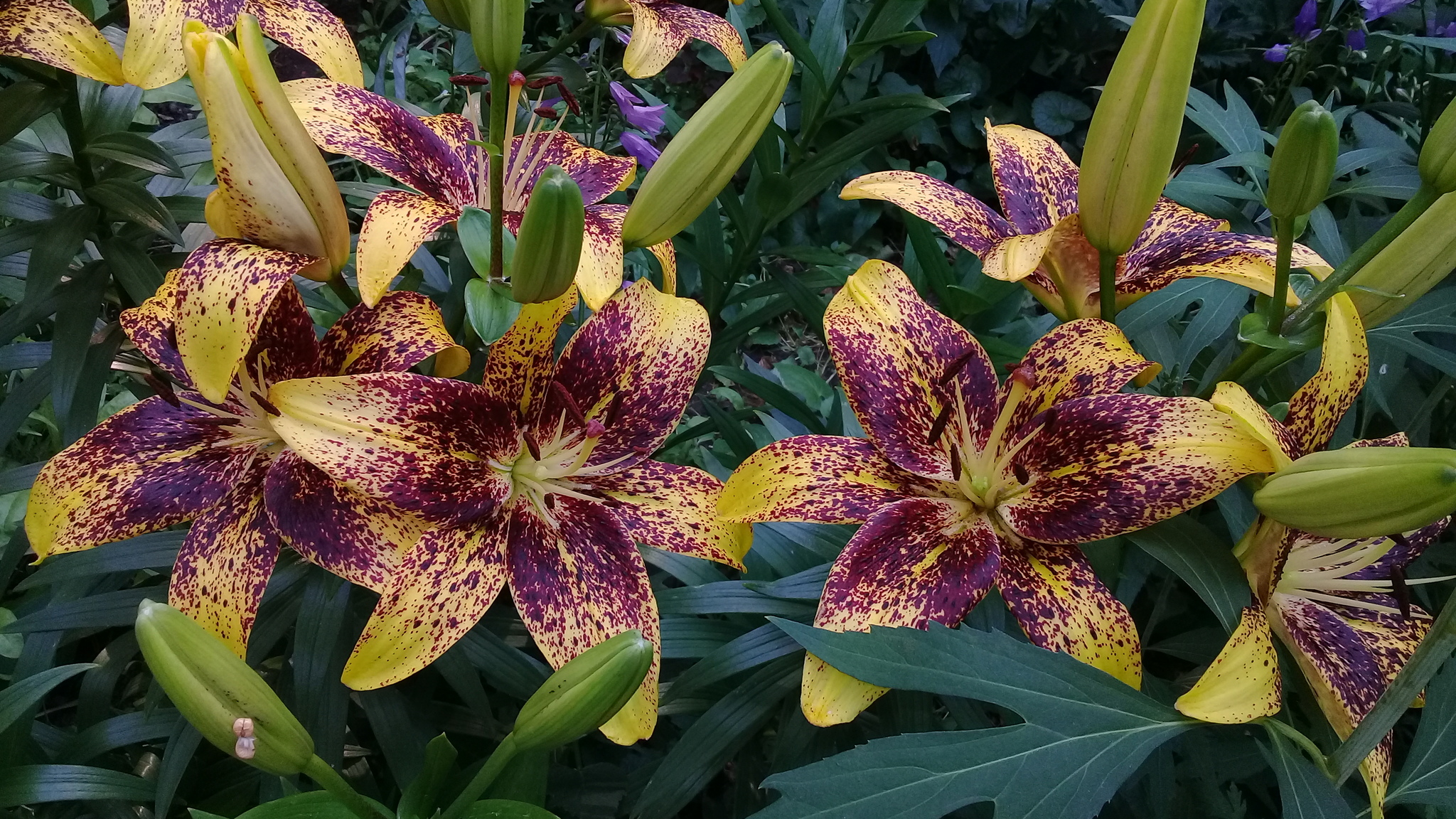 Here the lilies bloom - My, Flowers, Lily