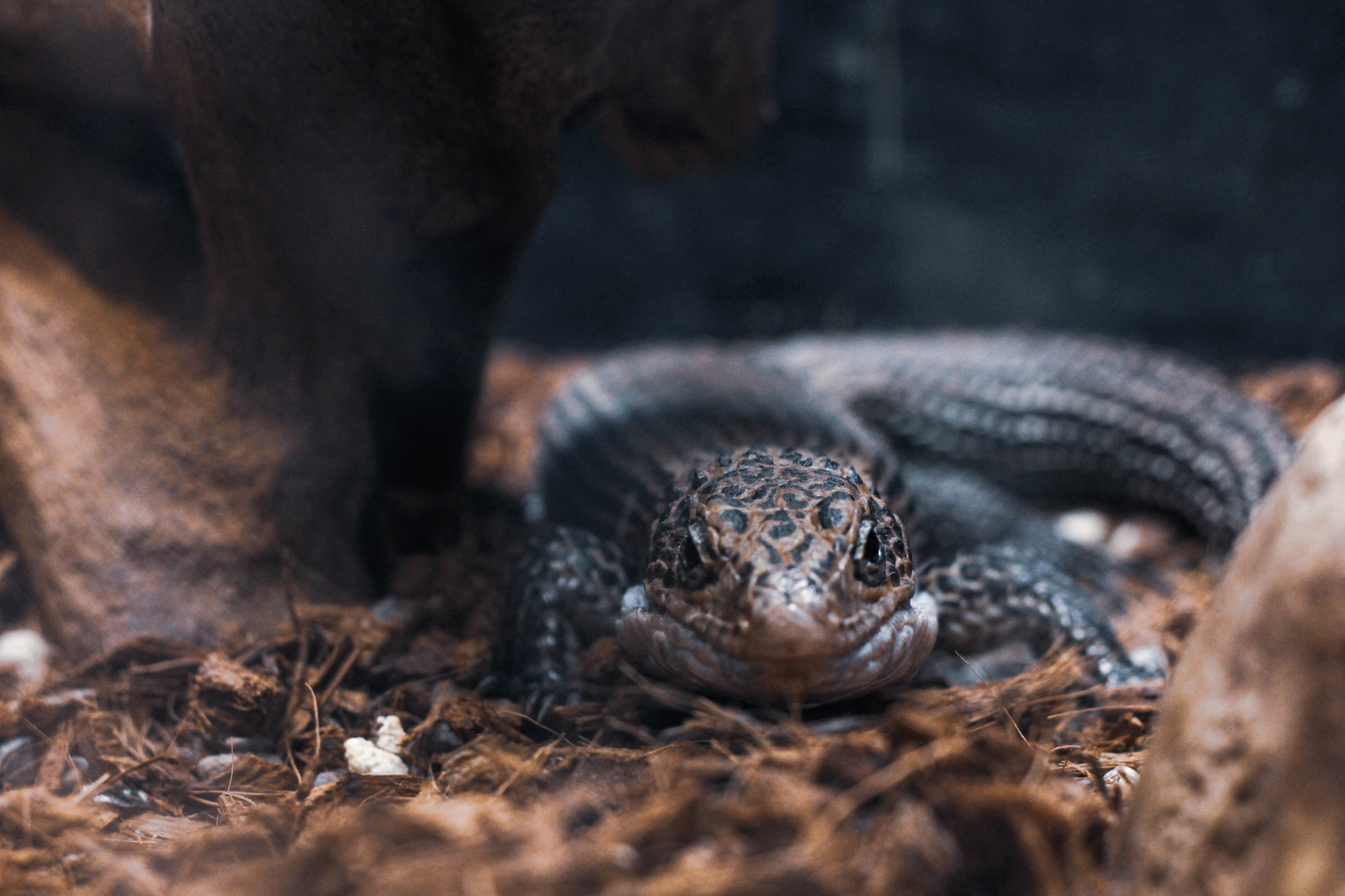 Tallinn Zoo - Моё, Зоопарк, Таллиннский зоопарк, Фотография, Длиннопост