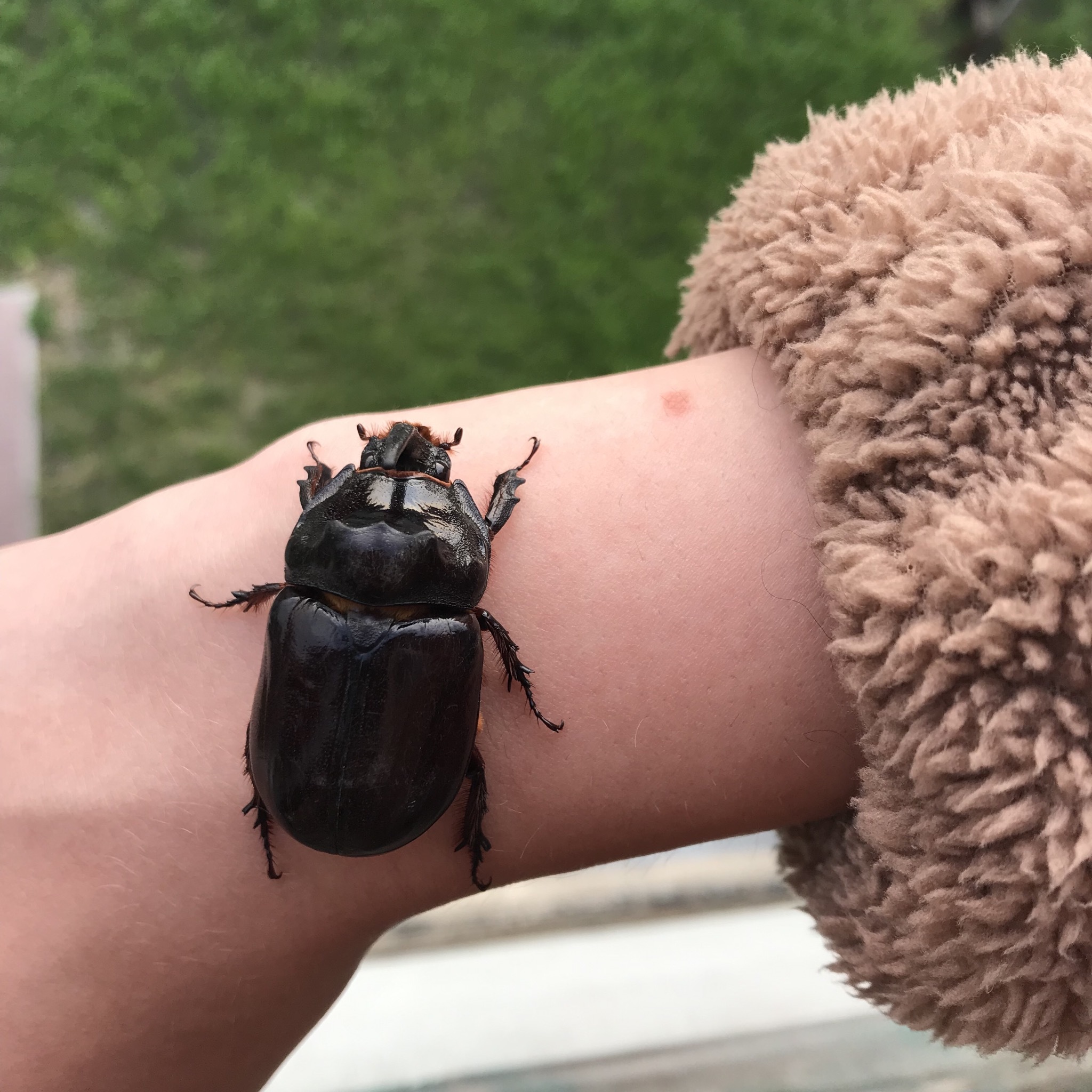 Rhinoceros beetle - My, Rhinoceros beetle, Жуки, Monster, Longpost