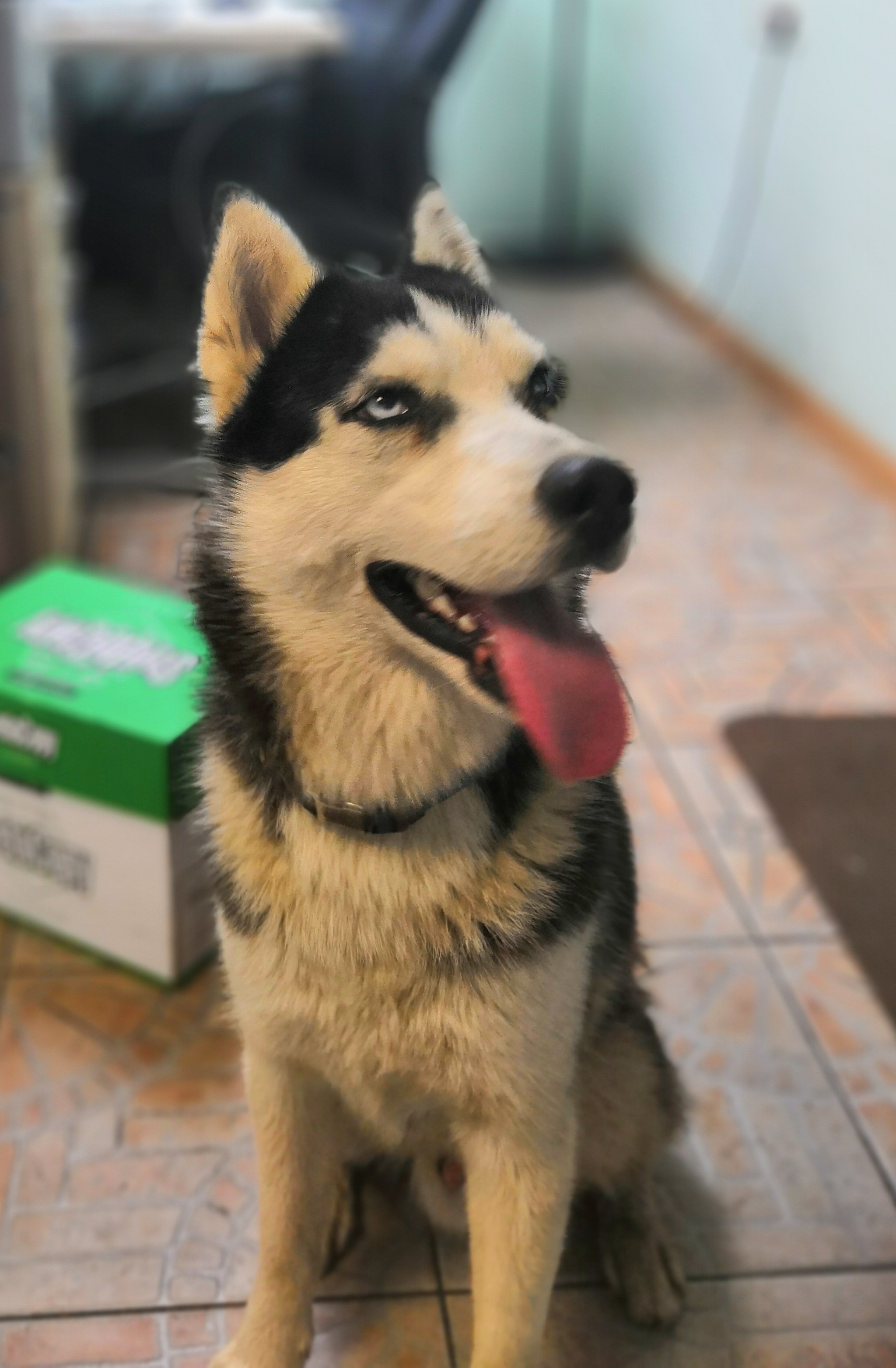 Husky found - Husky, Lost, Dog, Longpost, Balashikha, Moscow region, No rating