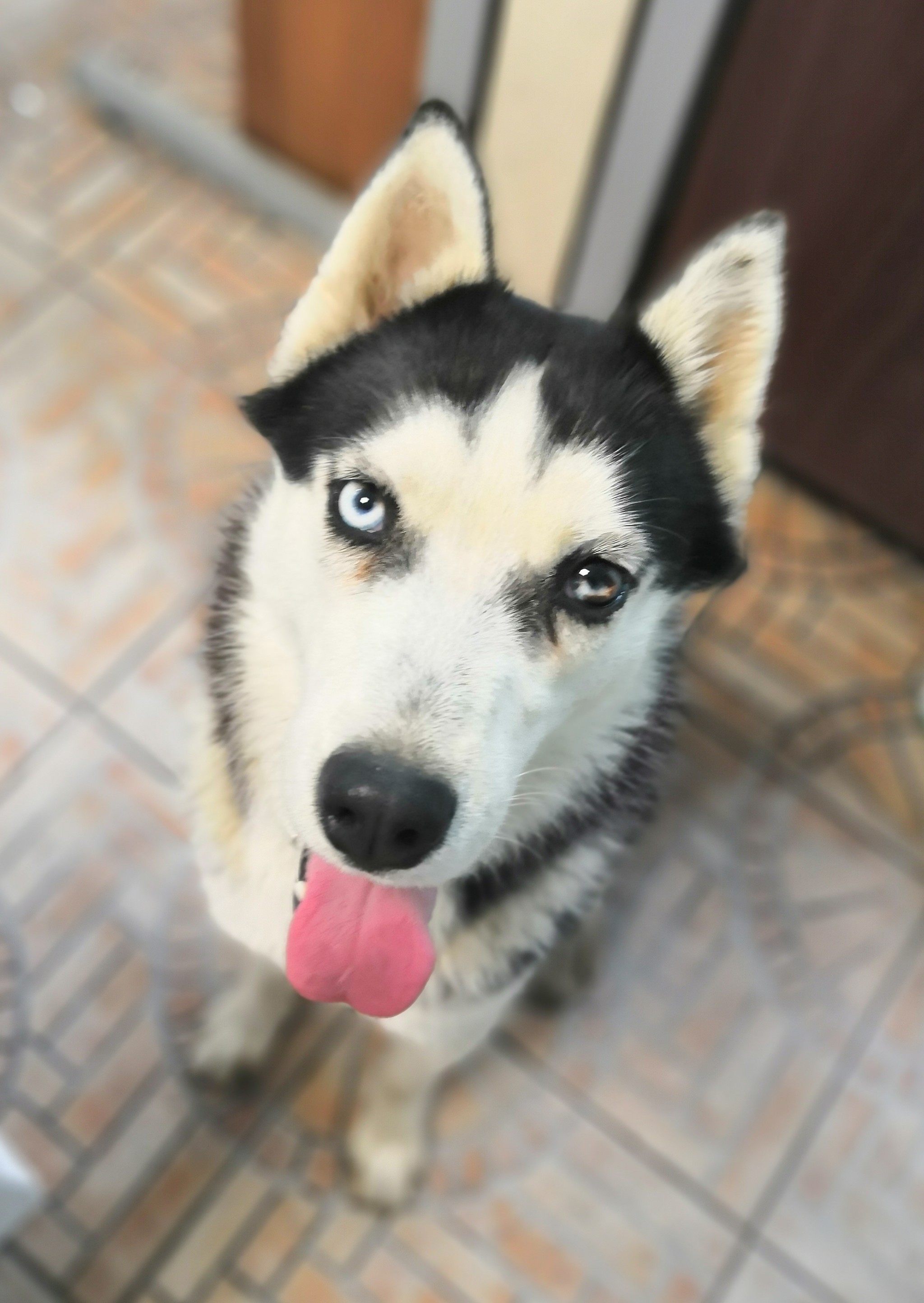 Husky found - Husky, Lost, Dog, Longpost, Balashikha, Moscow region, No rating