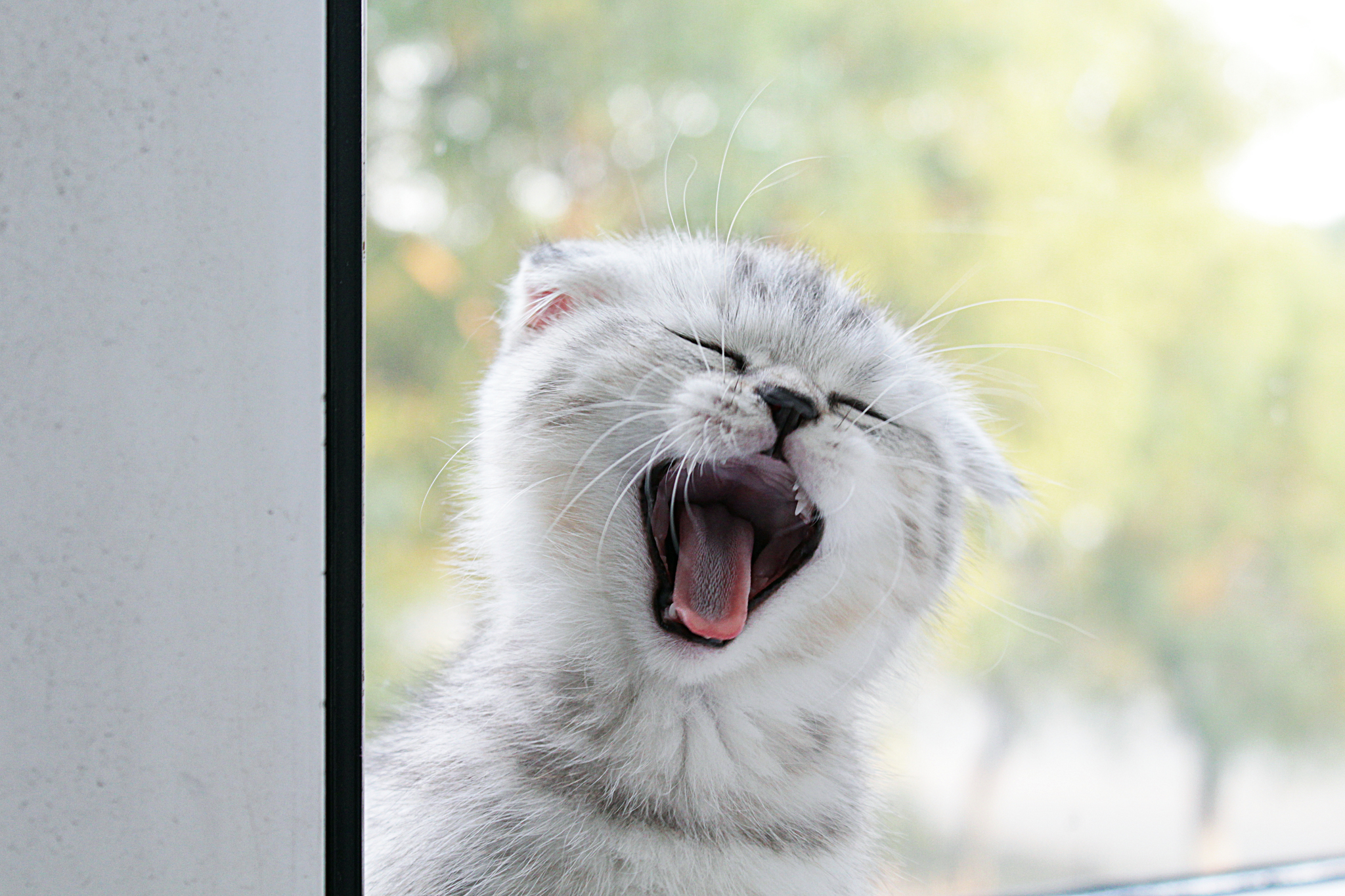 Spaaaaaaaaaaaaaaaaaaaaaa - My, Scottish lop-eared, cat, Canon 1300d