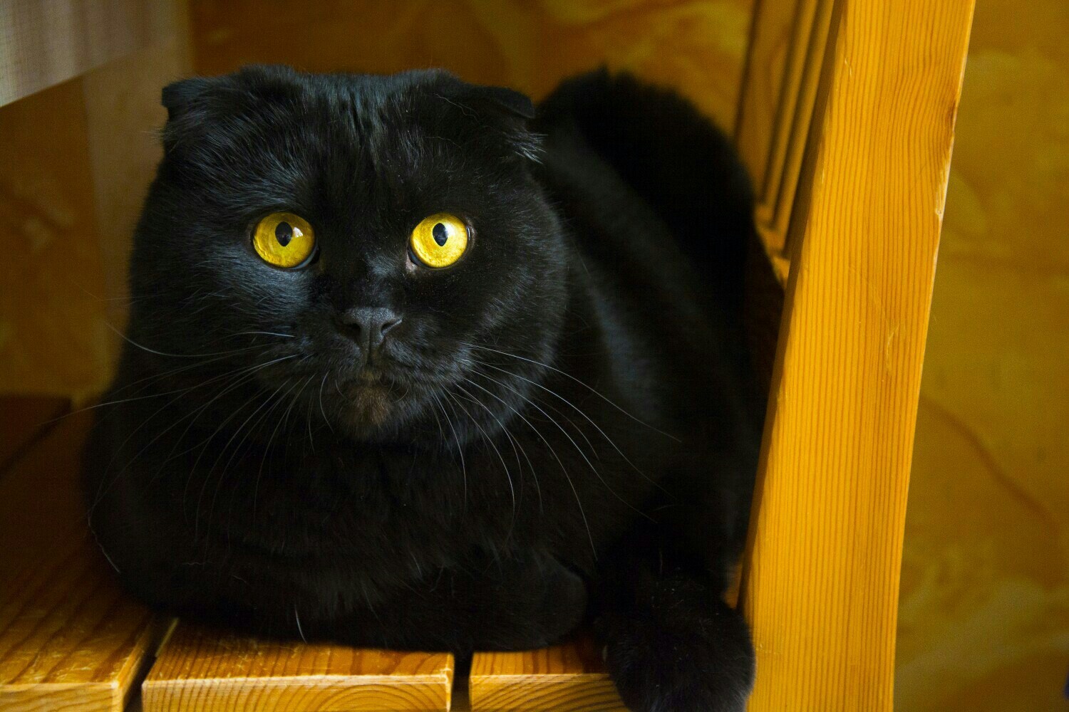 A cat named Bucephalus - My, Catomafia, Scottish lop-eared, cat