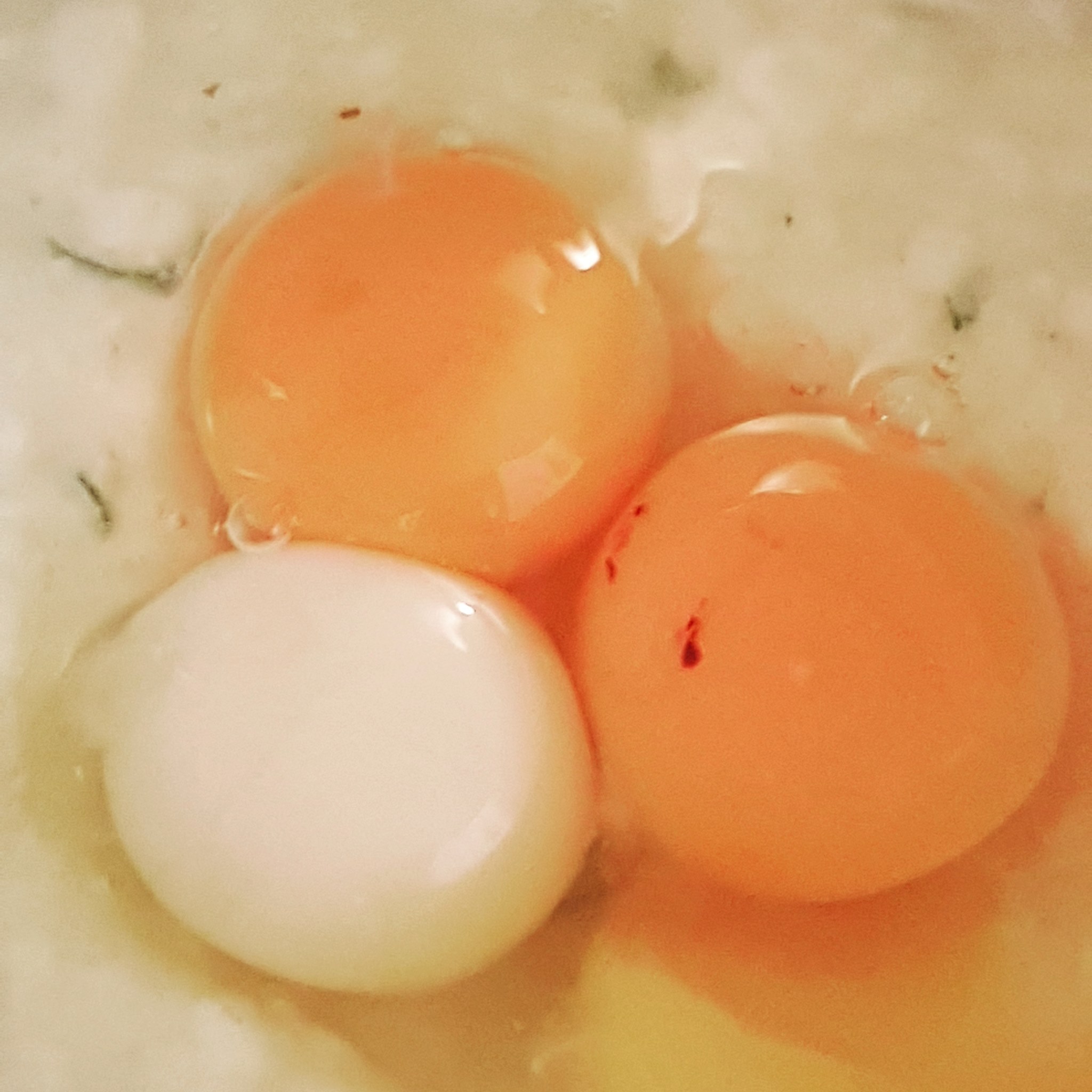 albino egg - My, Egg, Albino