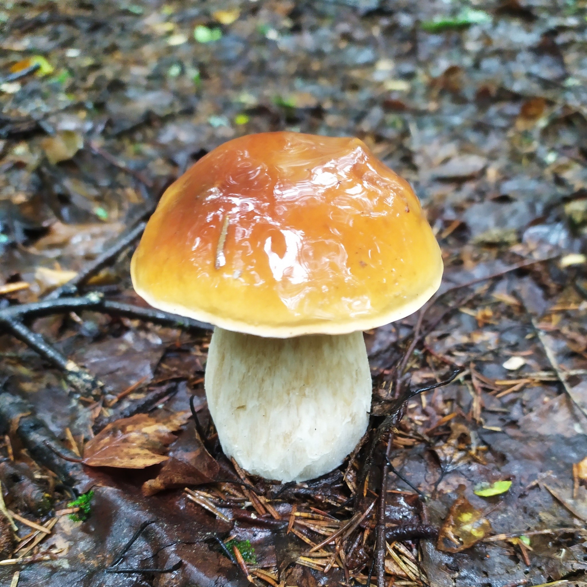 Wet, but gained mushrooms. - My, Mushrooms, Silent hunt, Подмосковье, White, Honey mushrooms, Forest, Longpost