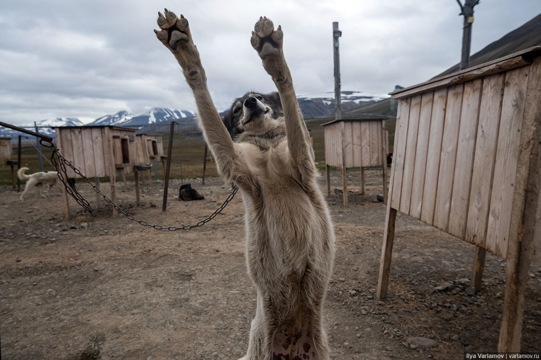 Svalbard - My, Norway, Travels, Spitsbergen, Travel notes, Longpost