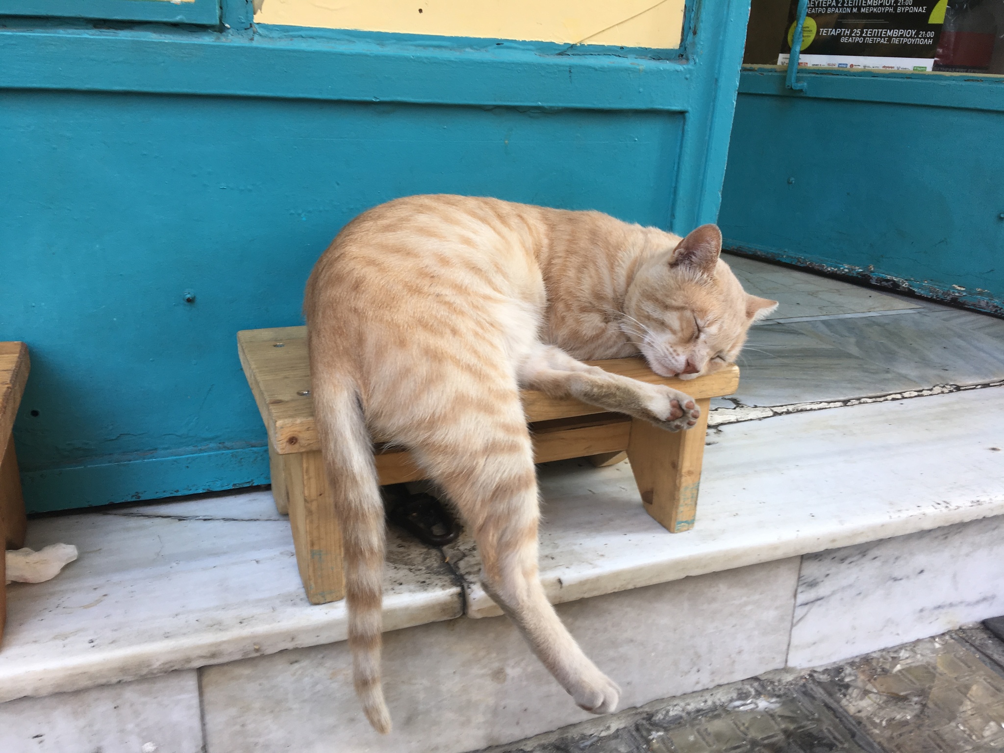 Афинские котейки | Пикабу