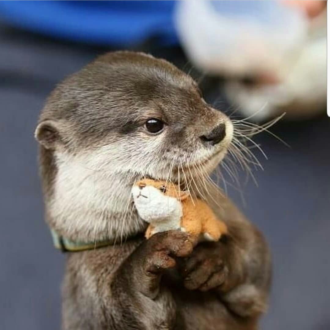 Emotional Support - Otter, Soft toy, Hugs