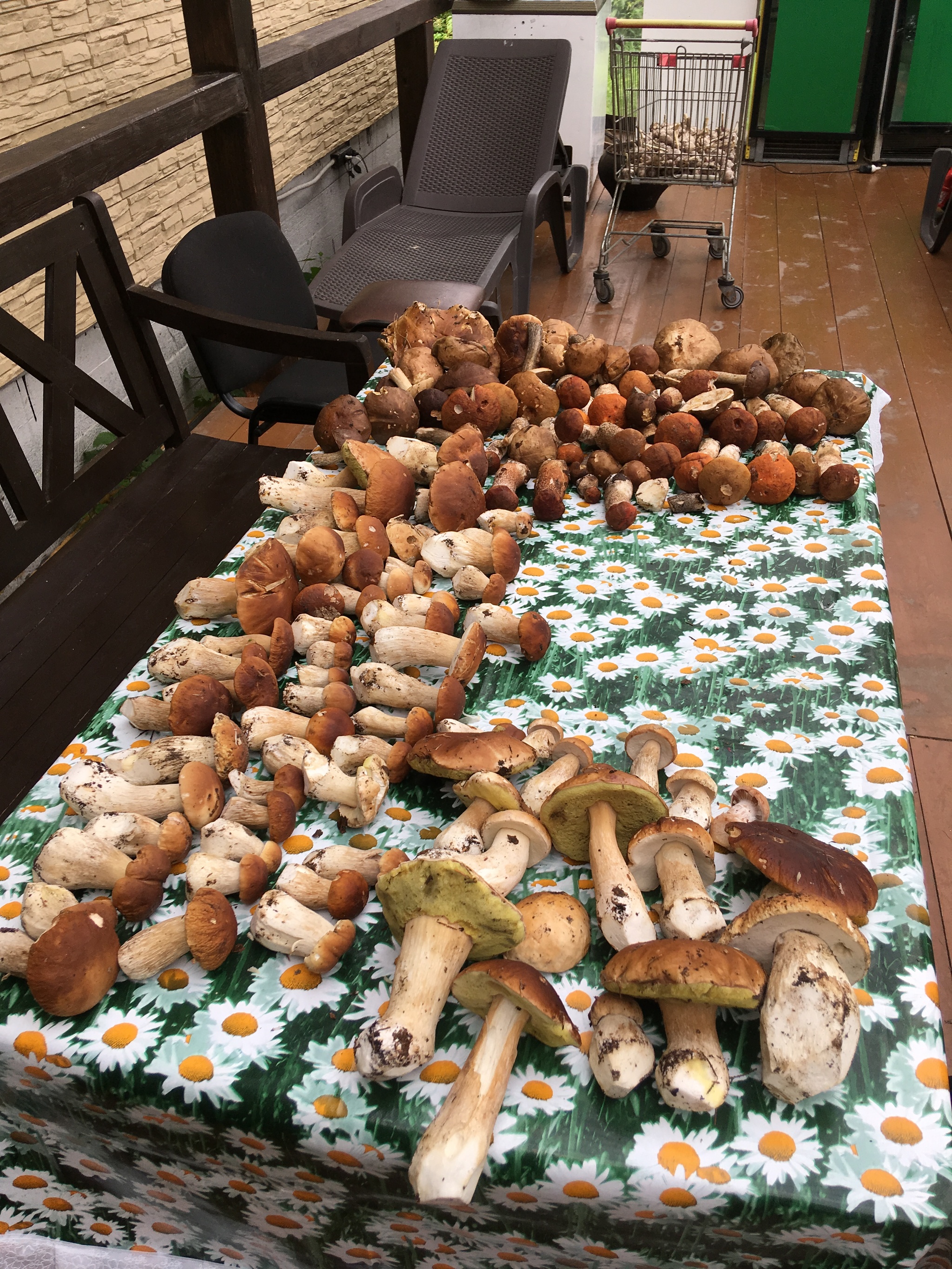 Mushrooms, Moscow region (near Sergiev Posad) - My, Mushrooms, Forest, Подмосковье, Relaxation