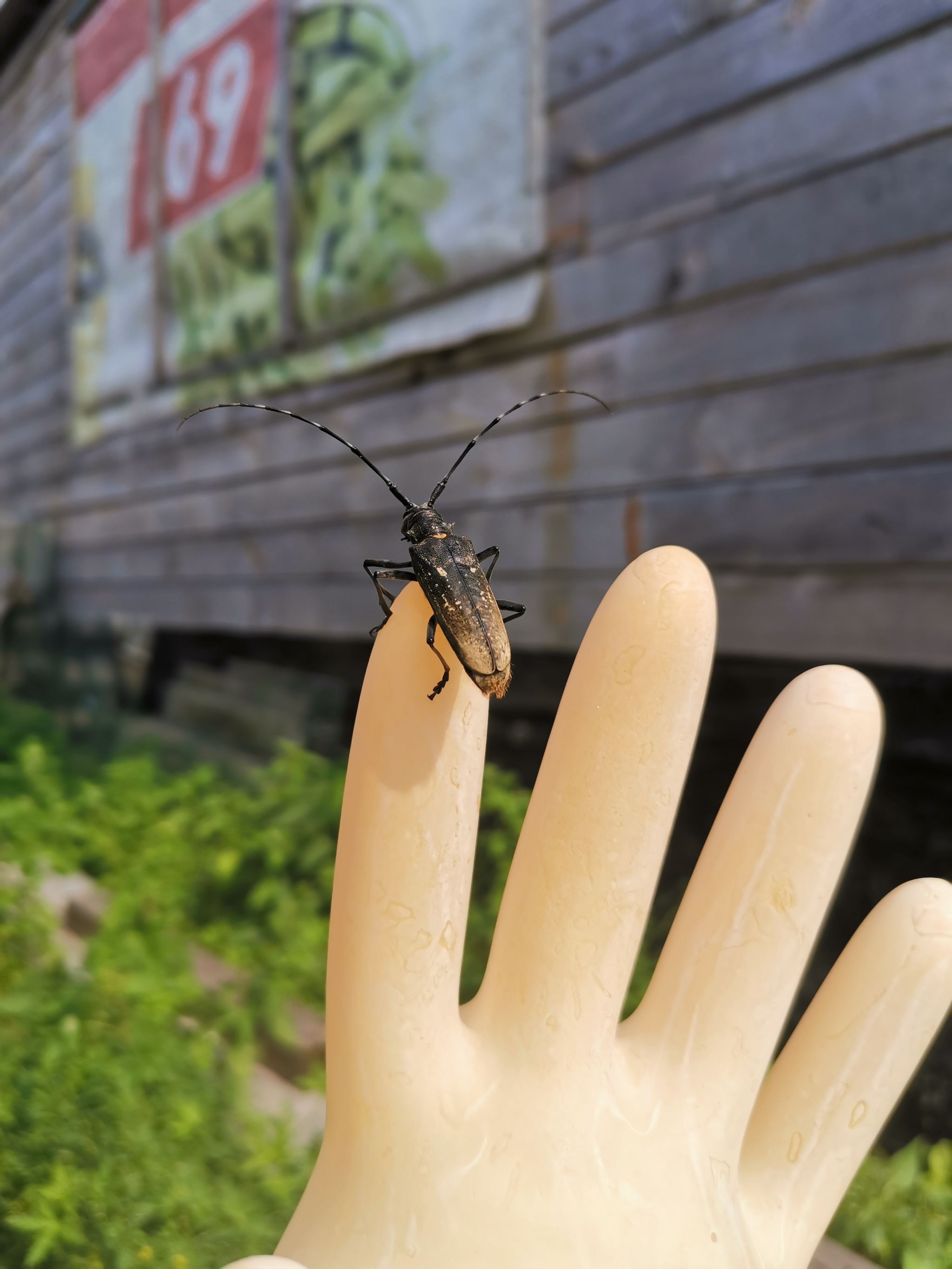 snow beetle - My, Жуки, Summer, Longpost