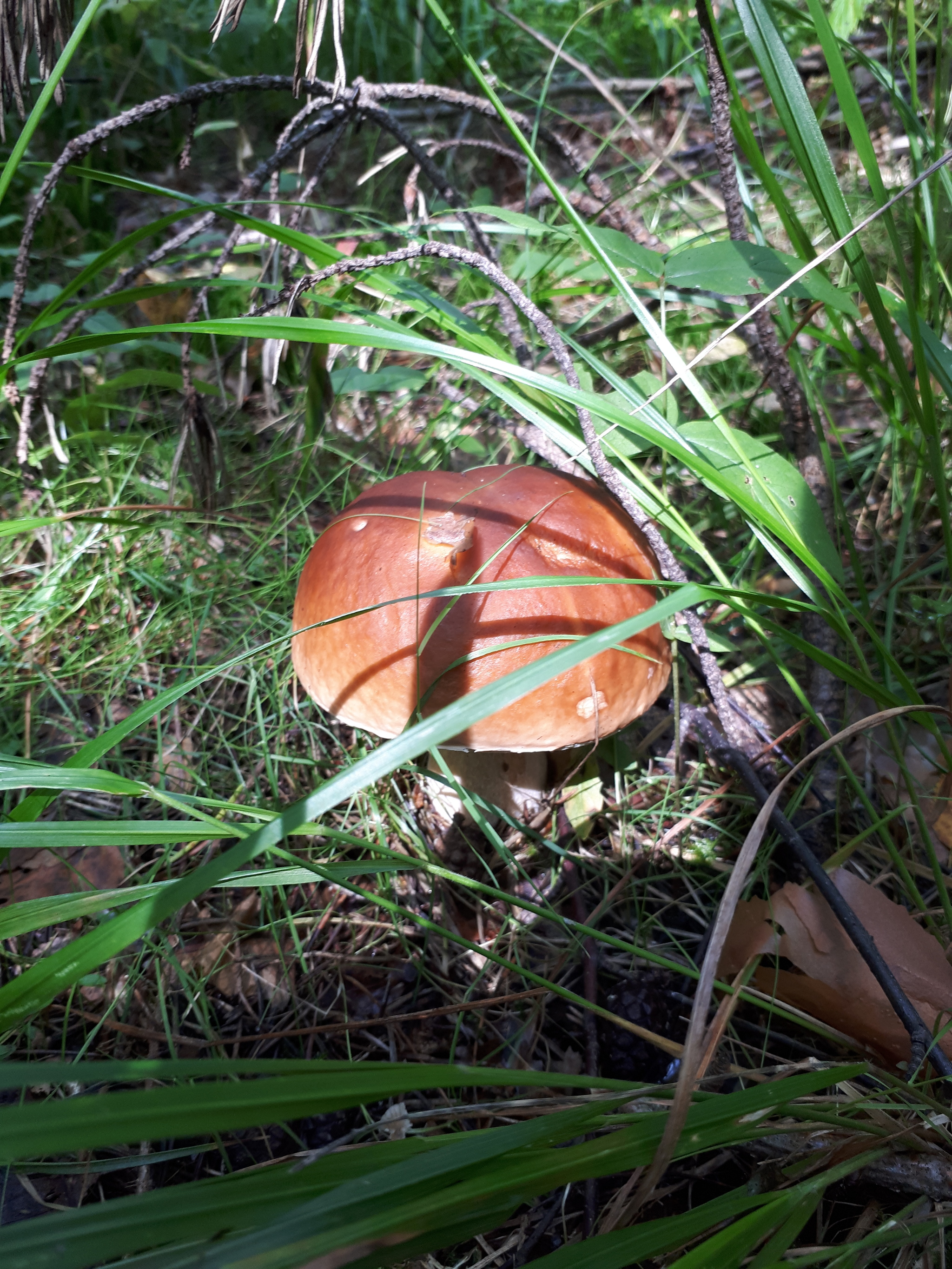 Mushroom-kamikaze! - My, Mushrooms, Подмосковье, Balashikha, Safety, Longpost