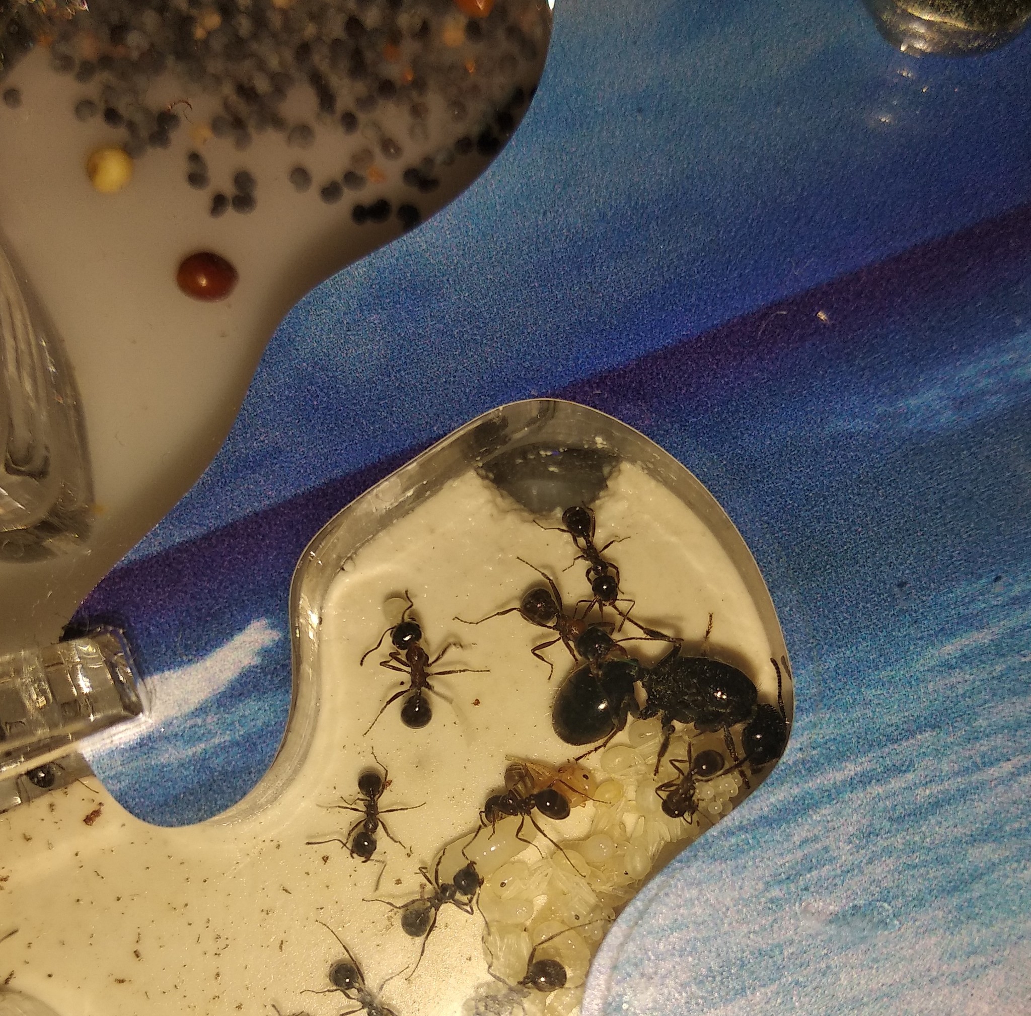 Ants gnaw plaster!!! What to do? - Myrmikiper, Ants, Ant farm