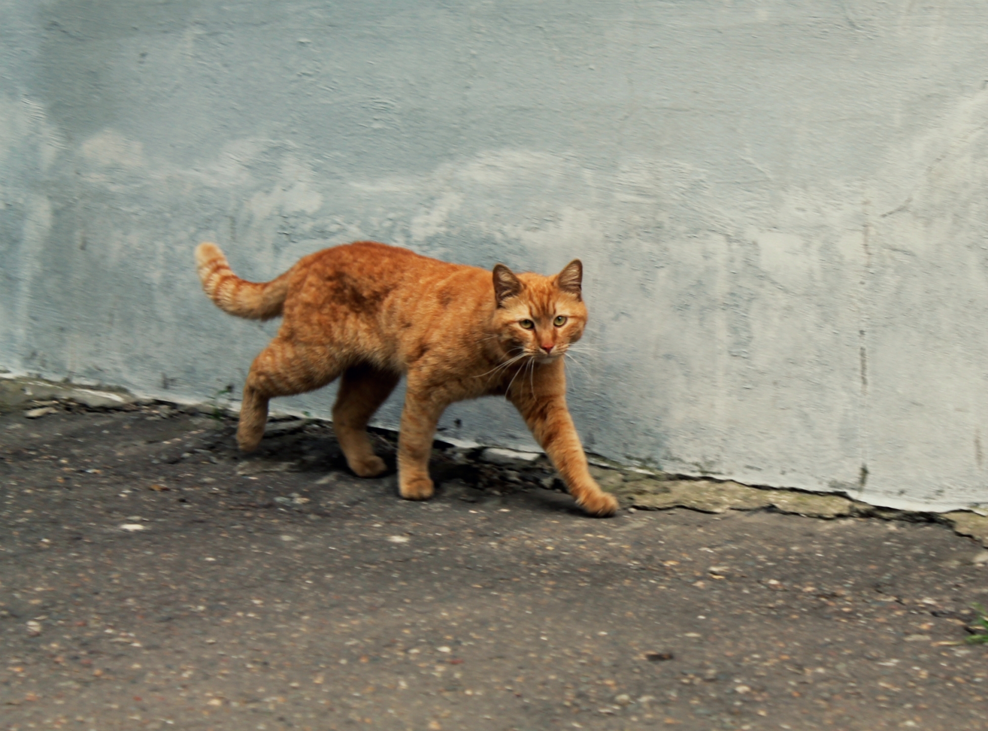 Kuban Istanbul, or where cats live in Krasnodar - My, Krasnodar, cat, The photo, Longpost