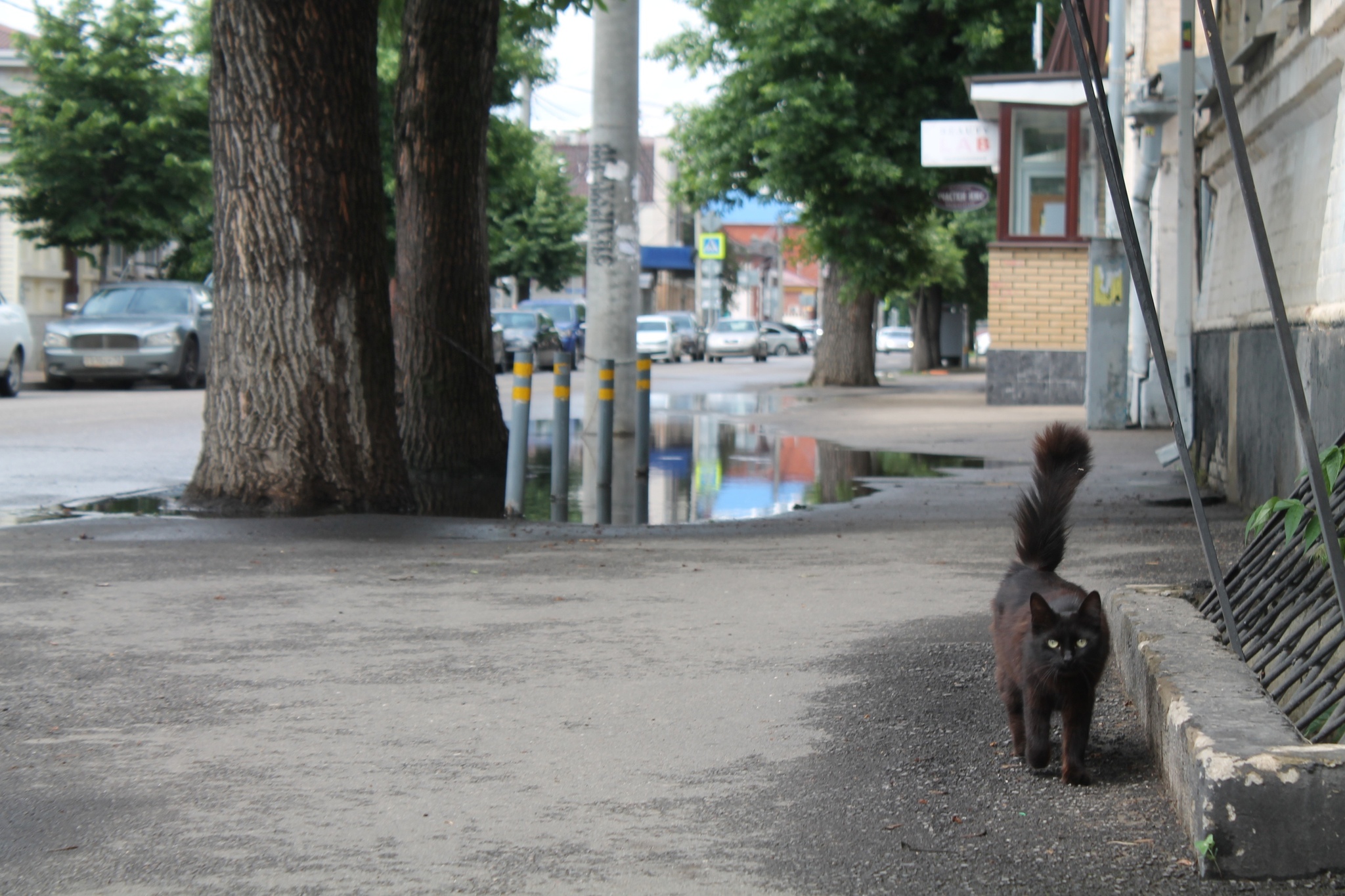 Kuban Istanbul, or where cats live in Krasnodar - My, Krasnodar, cat, The photo, Longpost