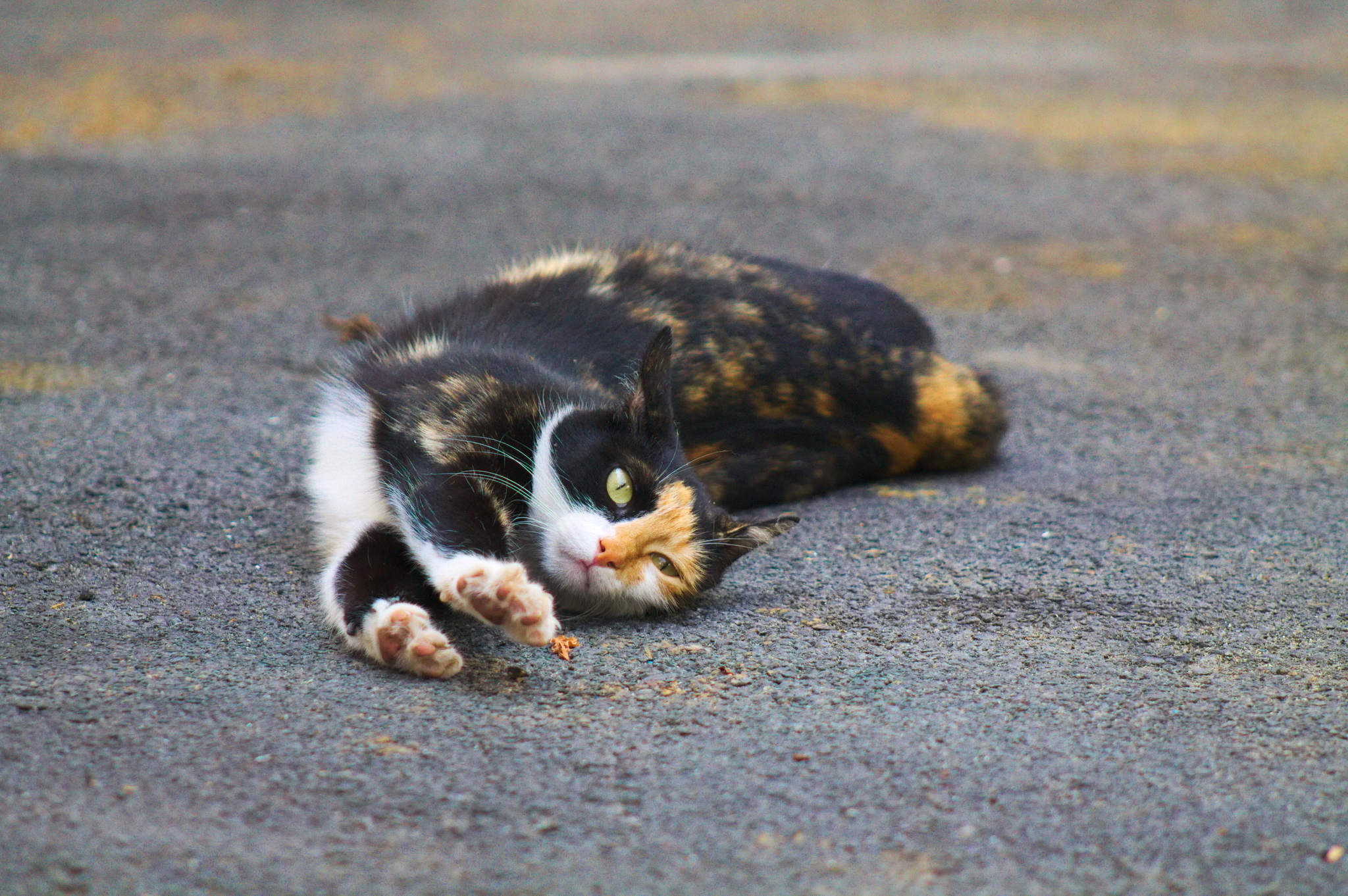 Kuban Istanbul, or where cats live in Krasnodar - My, Krasnodar, cat, The photo, Longpost