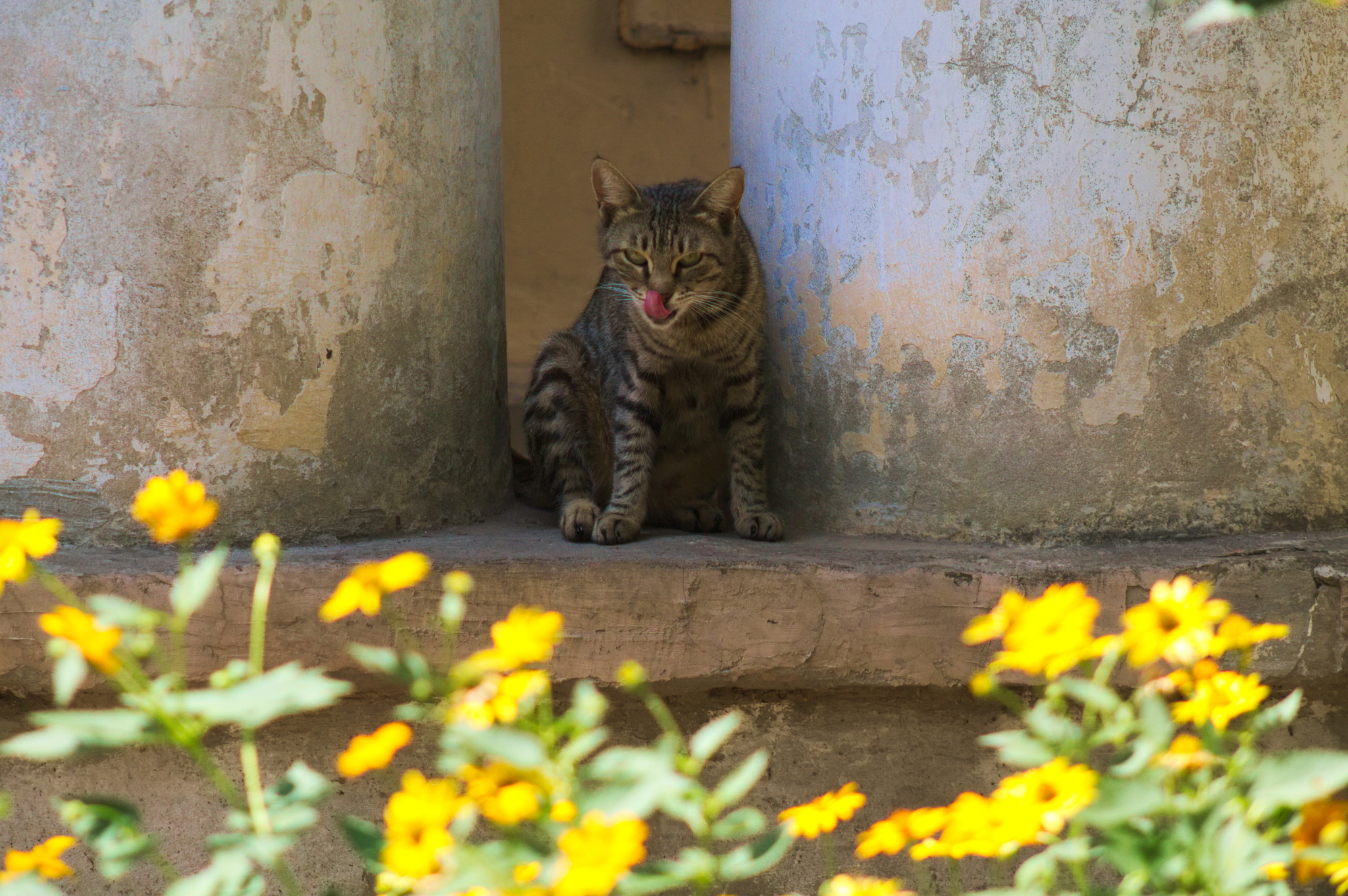 Kuban Istanbul, or where cats live in Krasnodar - My, Krasnodar, cat, The photo, Longpost