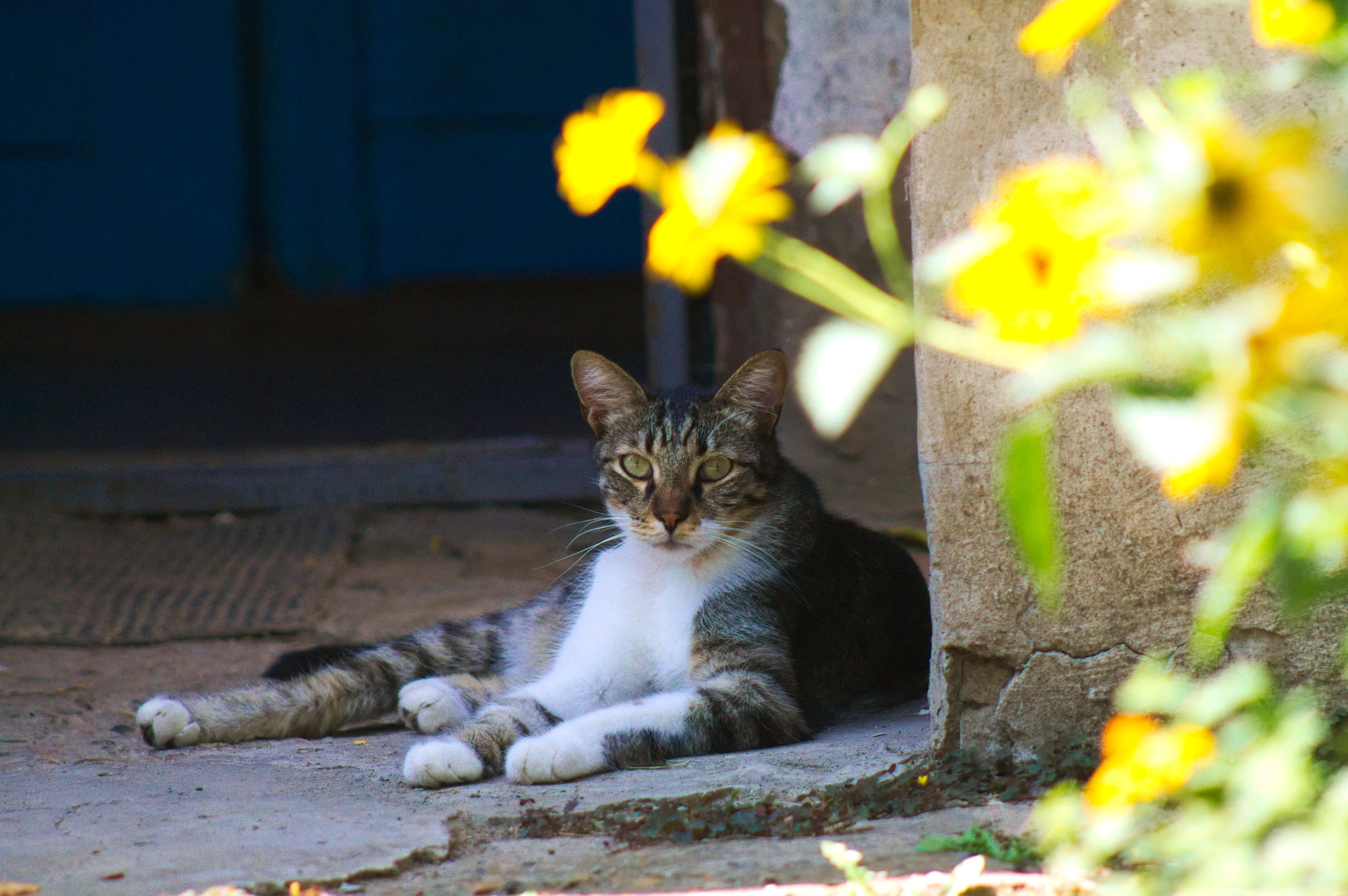 Kuban Istanbul, or where cats live in Krasnodar - My, Krasnodar, cat, The photo, Longpost