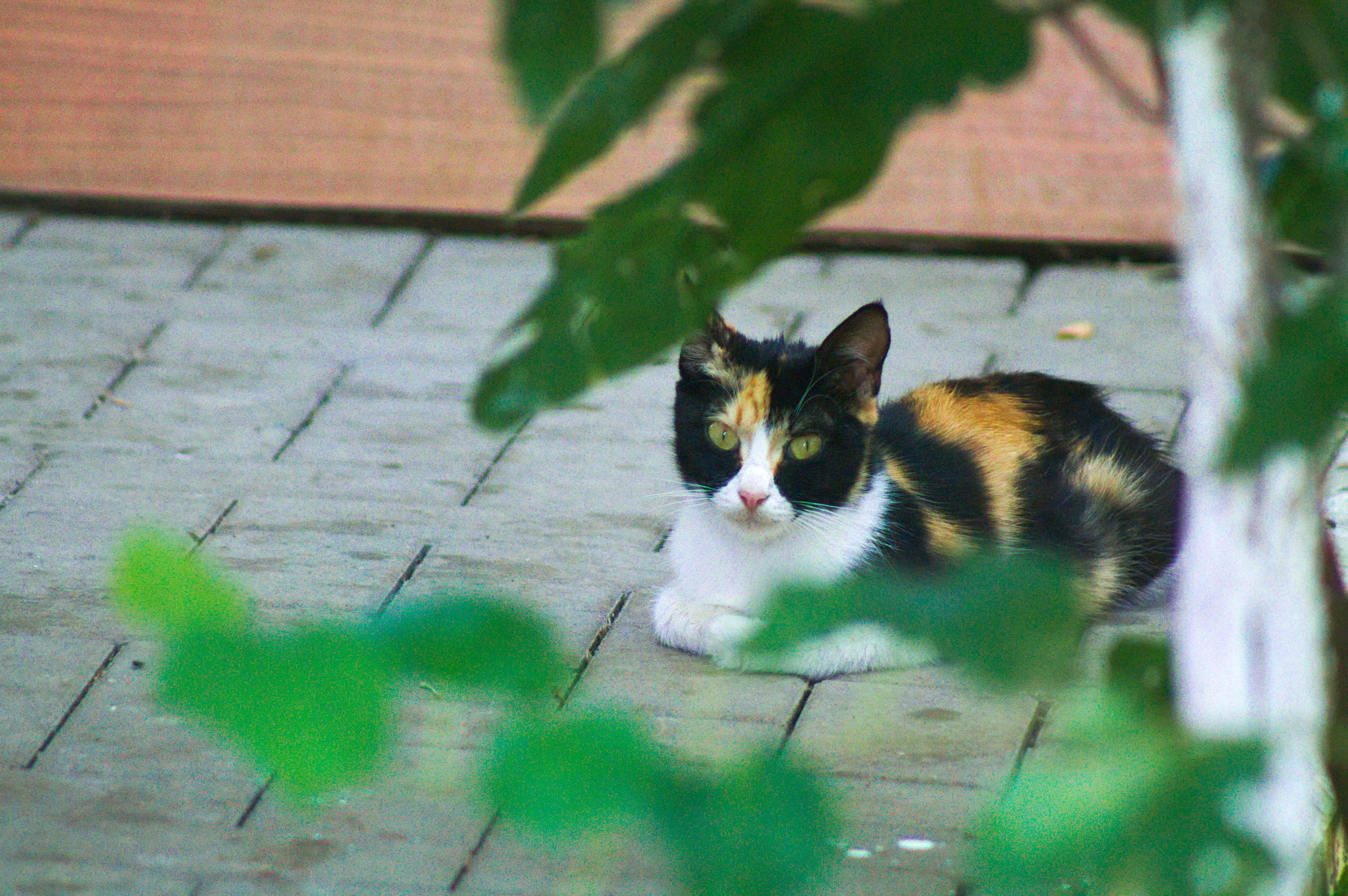 Kuban Istanbul, or where cats live in Krasnodar - My, Krasnodar, cat, The photo, Longpost