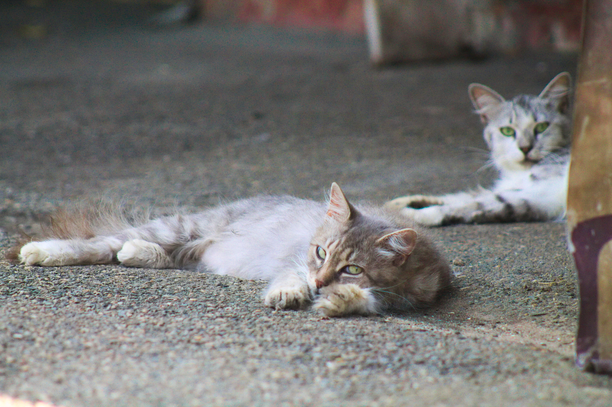 Kuban Istanbul, or where cats live in Krasnodar - My, Krasnodar, cat, The photo, Longpost