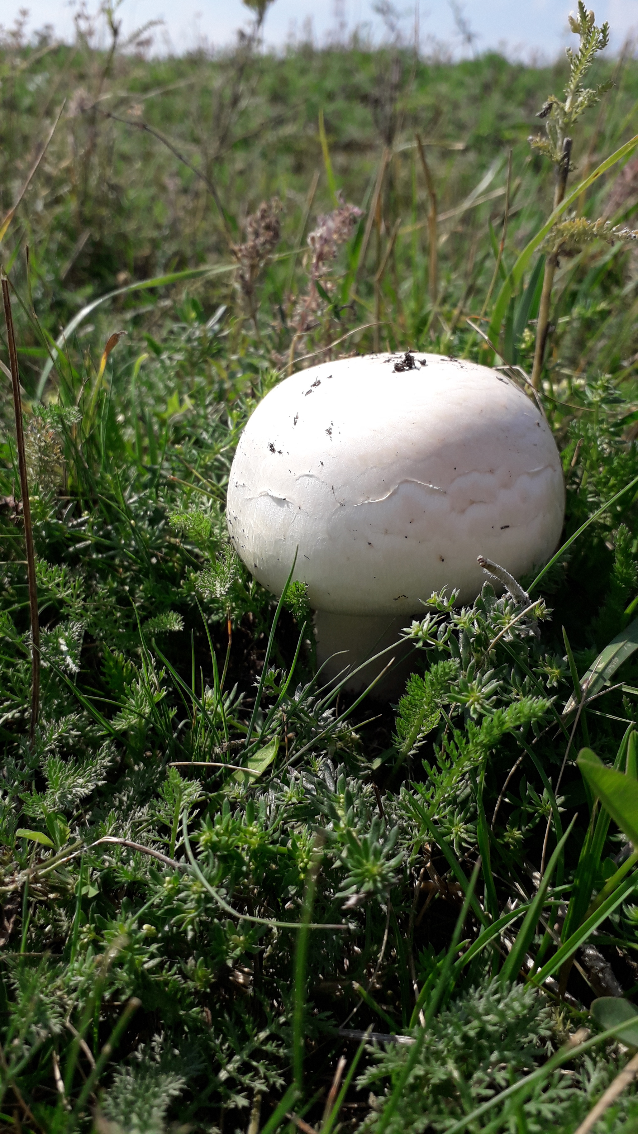 Mushroom rain gifts - My, Mushroom season, Champignon, Meadow, Walk, Longpost, Mushrooms