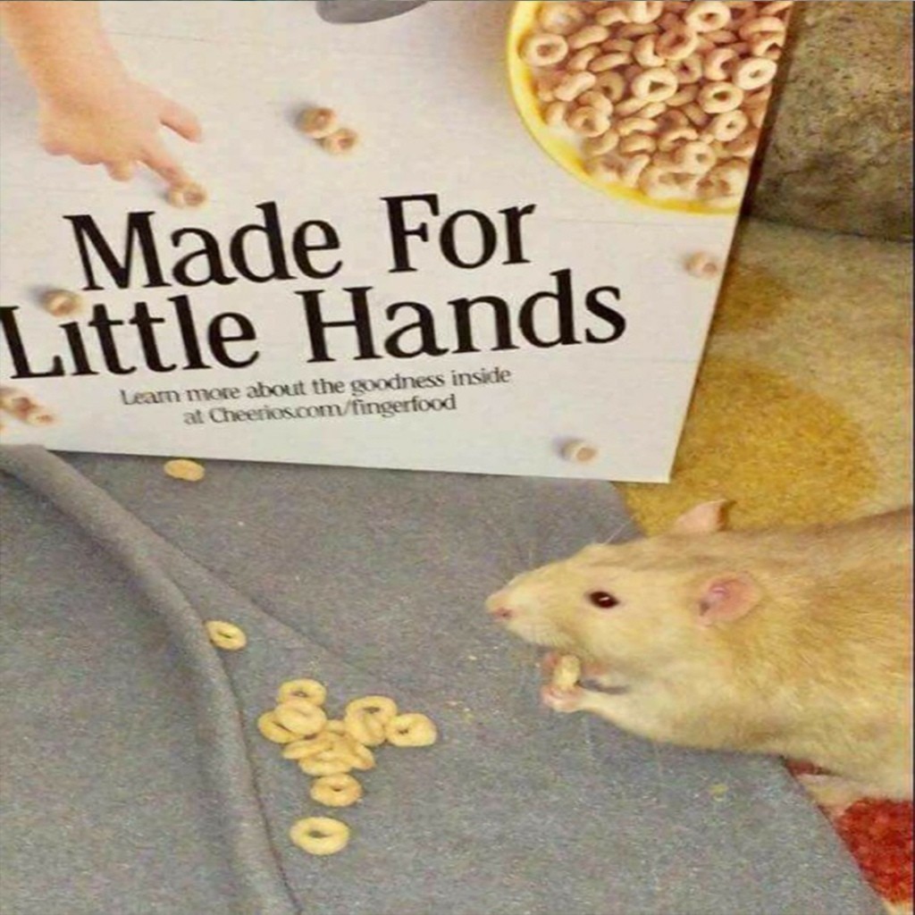 Made for little hands* - My, Rodents, Flakes, Happiness, Paws, Food, Suddenly, Pets