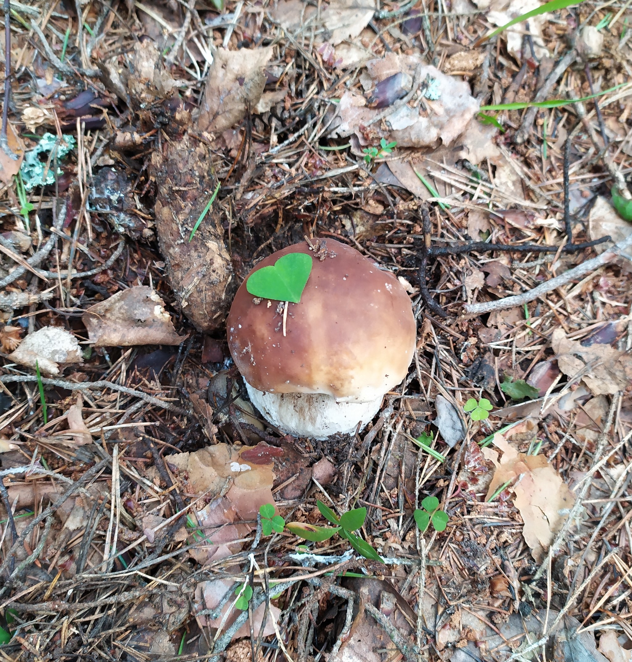 From the forest, with love. - My, Forest, White, Mushrooms, Silent hunt, Heart