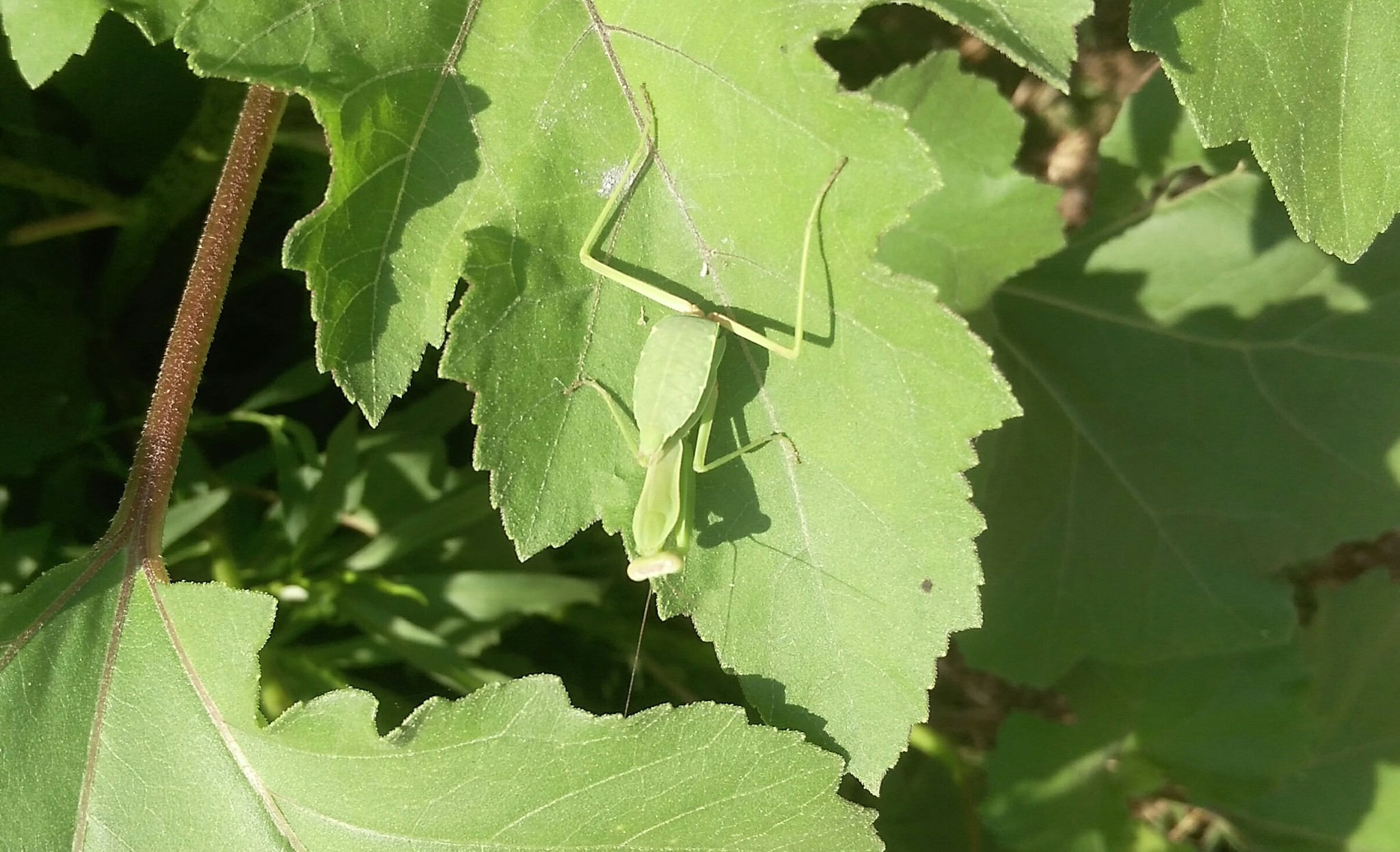 Mantis - My, Nature, Insects, First post, Краснодарский Край, Longpost