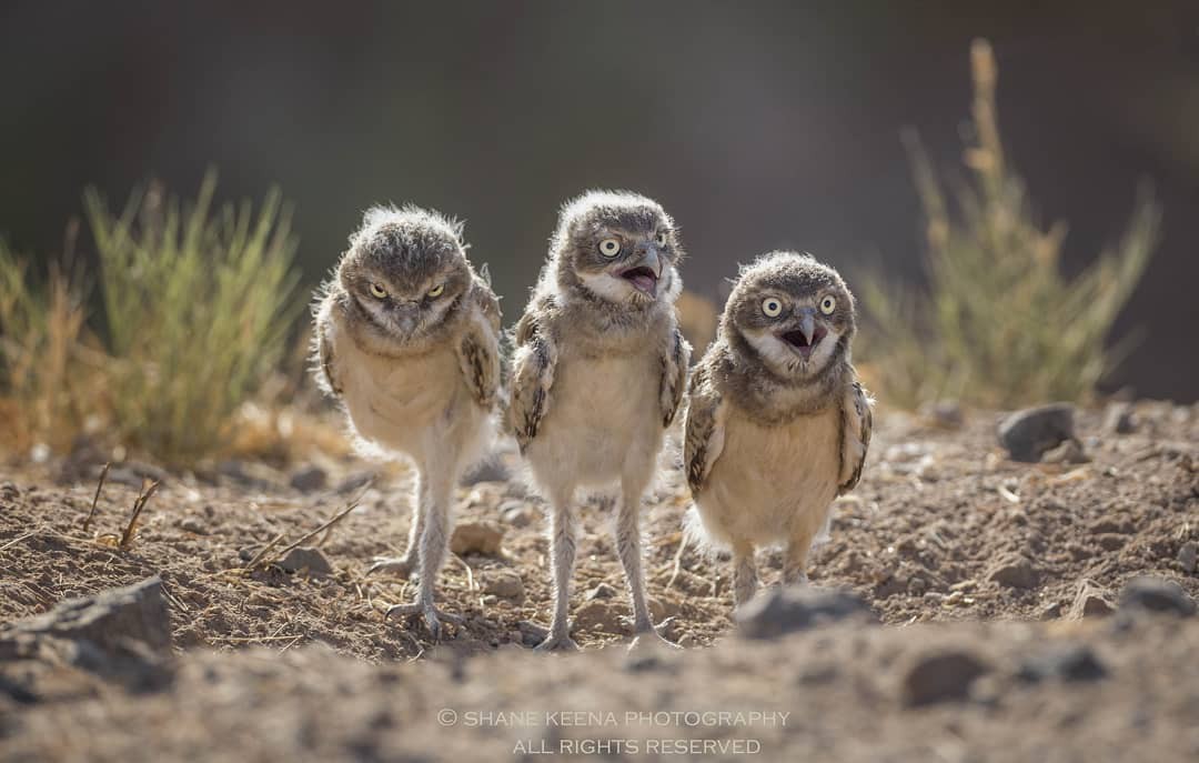 Three comrades - The photo, Birds, Owl, Rabbit owl