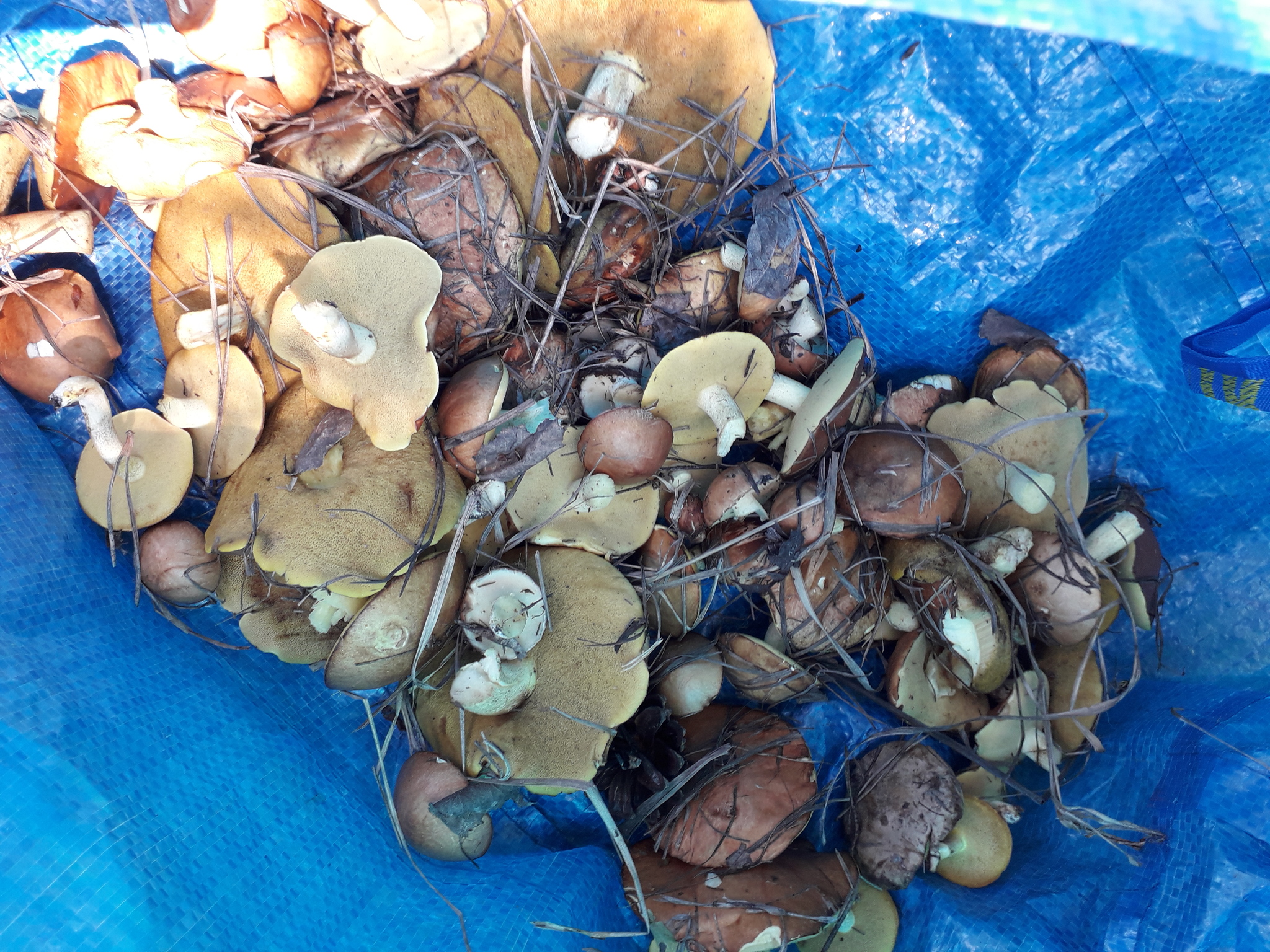 Hunt for butterflies in the Lipetsk region - My, Mushrooms, Butterlets, Lipetsk, Longpost, Silent hunt