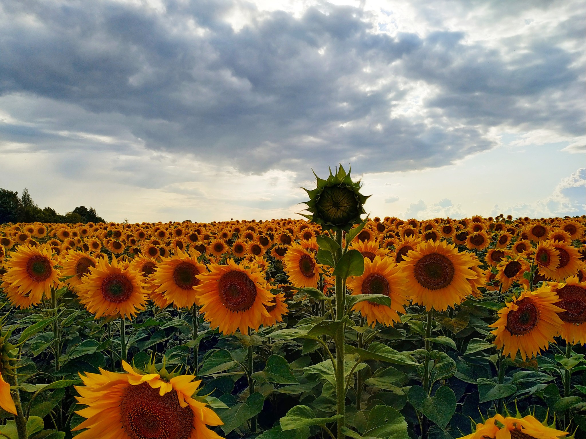 Upstart - My, Humor, The nature of Russia, Sunflower, Photo on sneaker, Summer, beauty of nature