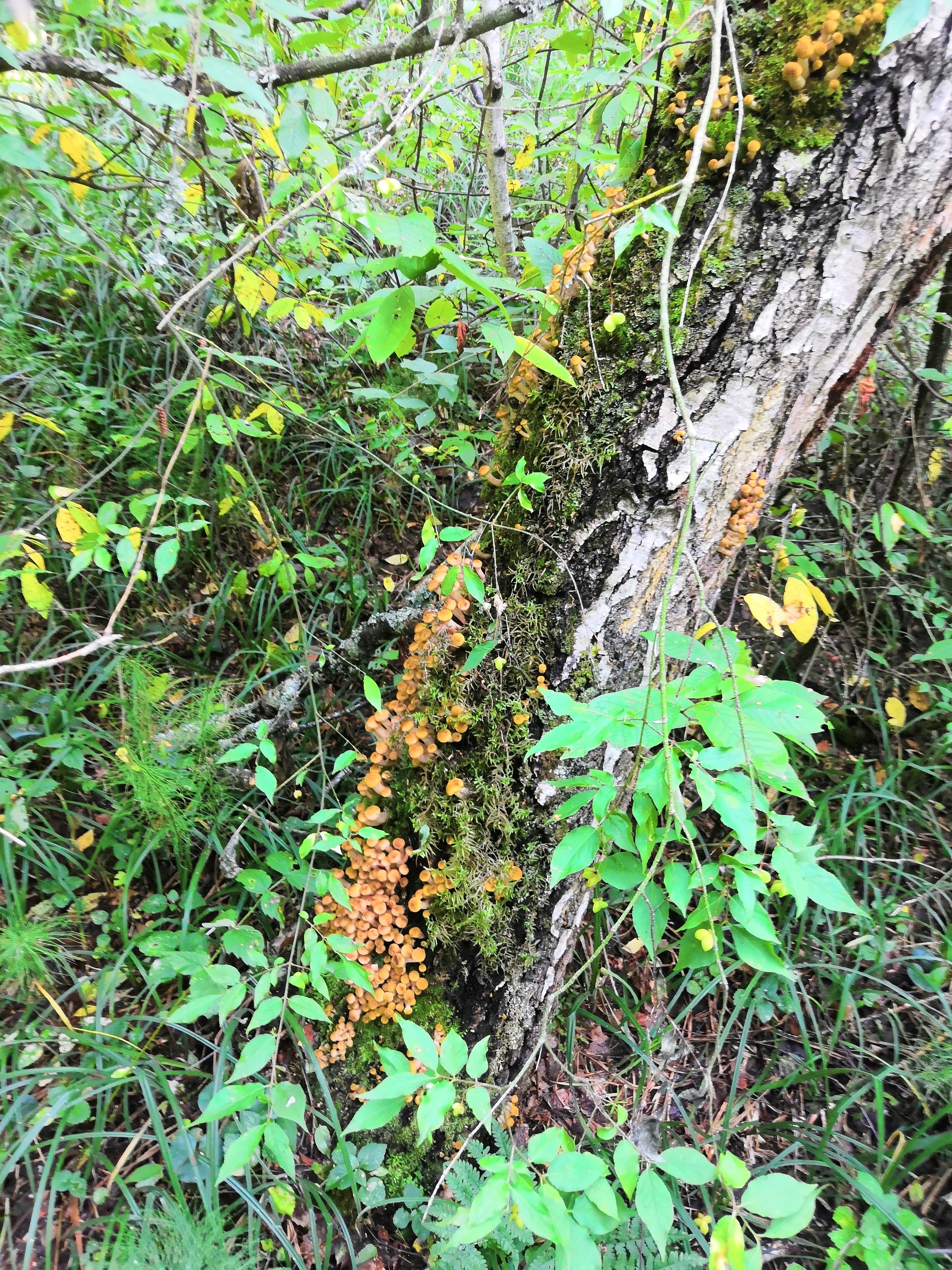 Honey mushrooms went - Mushrooms, Honey mushrooms, Mite, Longpost