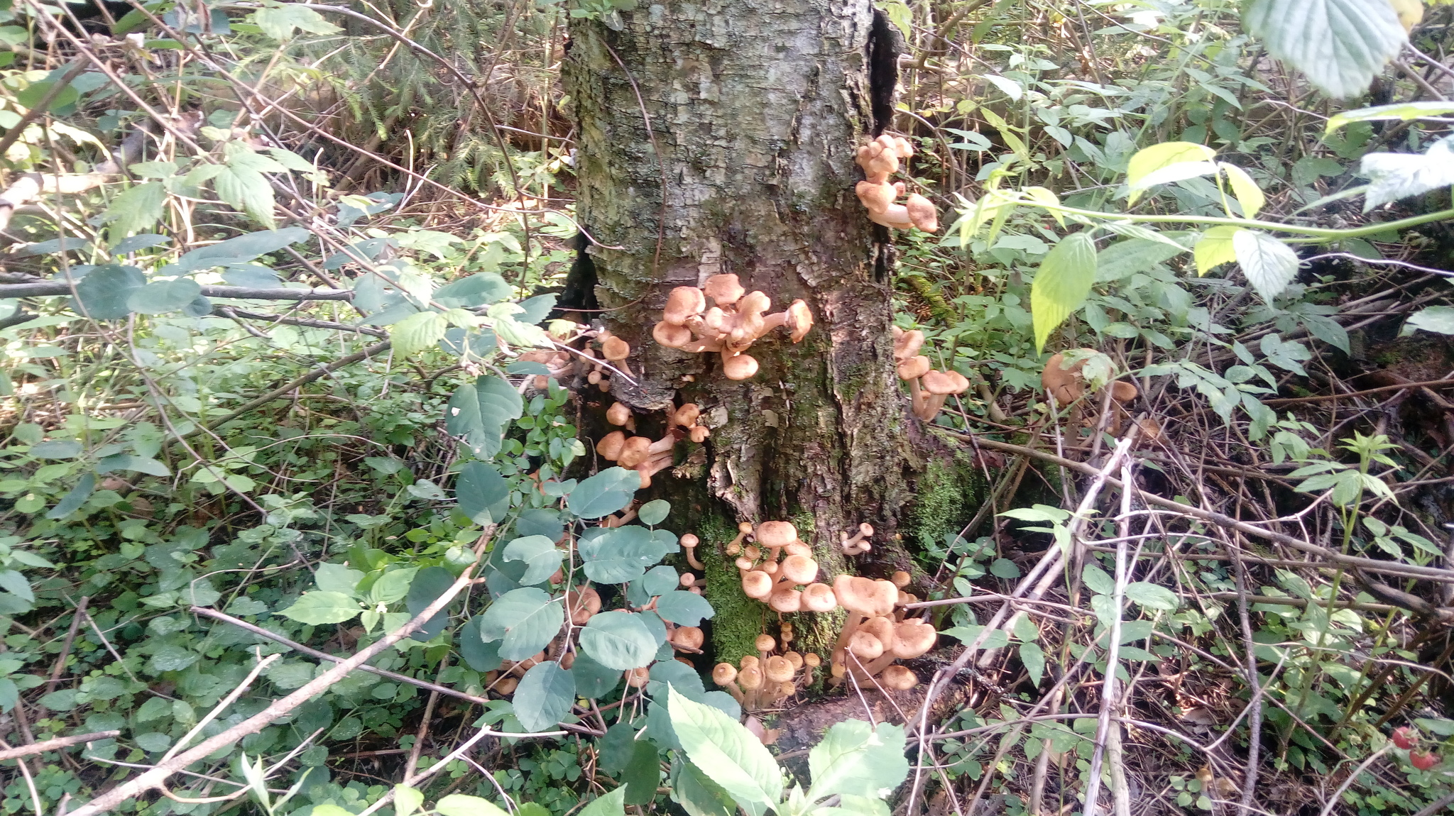 Sunday mushrooms - My, Honey mushrooms, Mushrooms, Подмосковье, Longpost