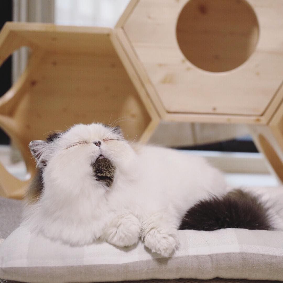 Знакомьтесь, это Зуу — кот-экзот из Японии | Пикабу